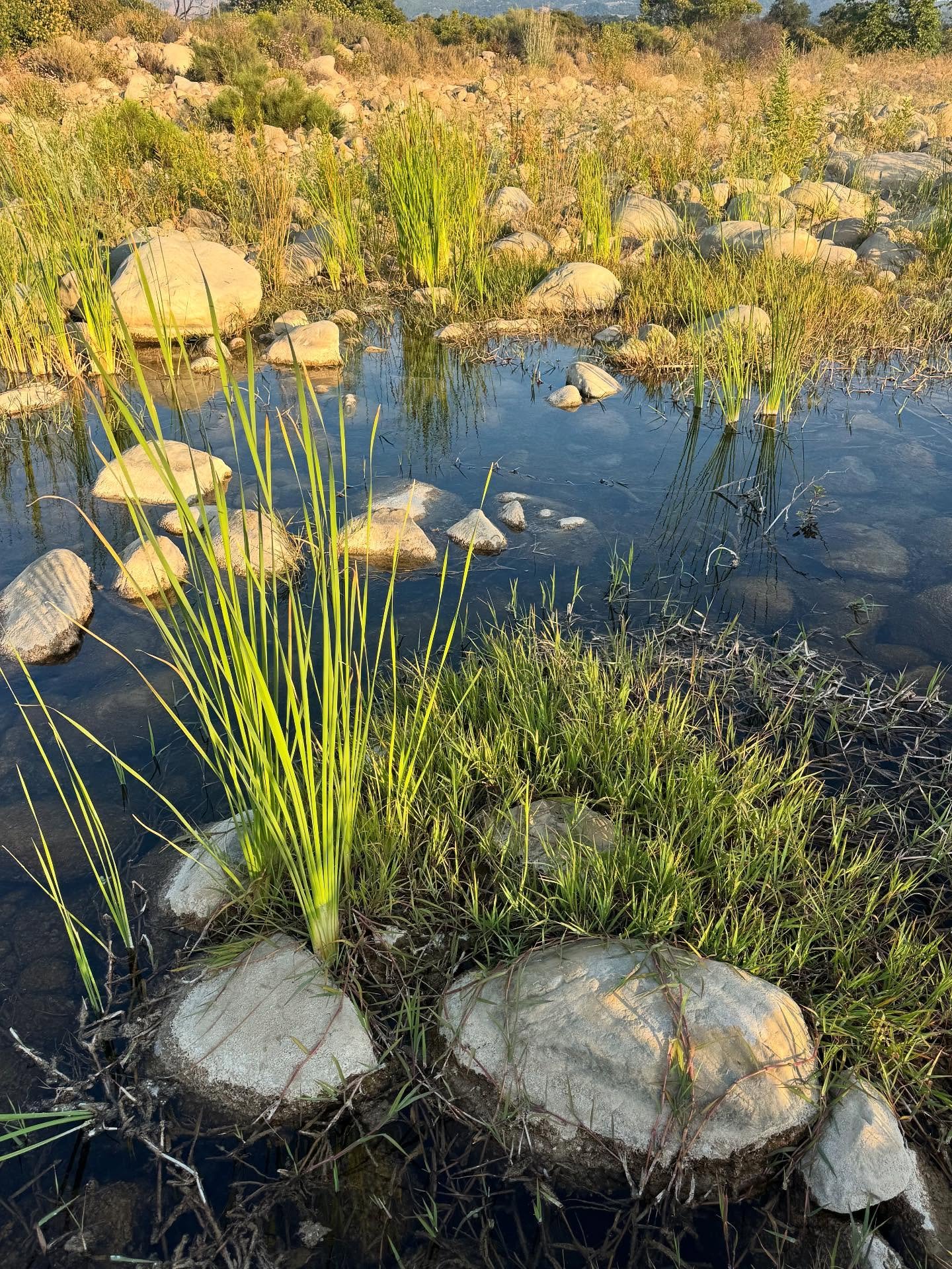 So.. we hear you like grasses, or the plant family Poaceae. Well&hellip; we&rsquo;ve also heard you like native grasses. In fact&hellip; you even mentioned aquatic native grasses&hellip;.

Let us introduce you to the lovely knot grass, Paspalum disti