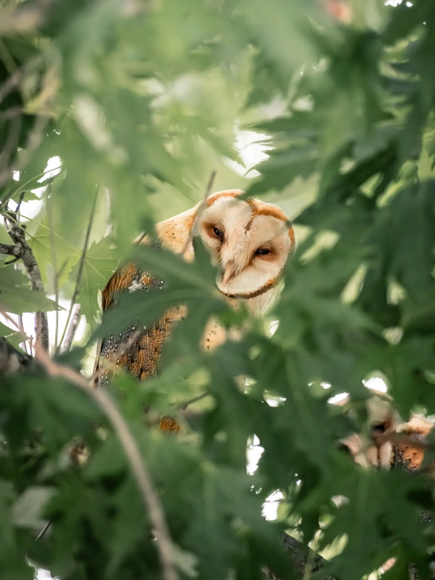 Today is International Owl Awareness Day &mdash; a reminder of how vital these nocturnal hunters are to keeping ecosystems in balance. Barn owls, with their heart-shaped faces and silent flight, are nature&rsquo;s rodent control experts, often eating