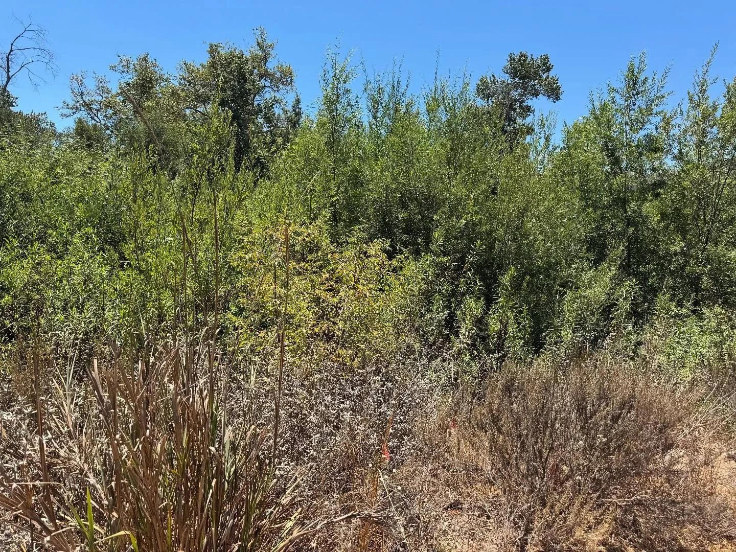 In the heterogenous landscape created by unique geology in Ojai, bluffs of coastal sage scrub and swaths of oak woodlands are uplifting and abut riparian corridors, creating a diverse spread of plant communities in close proximity of each other.

Our