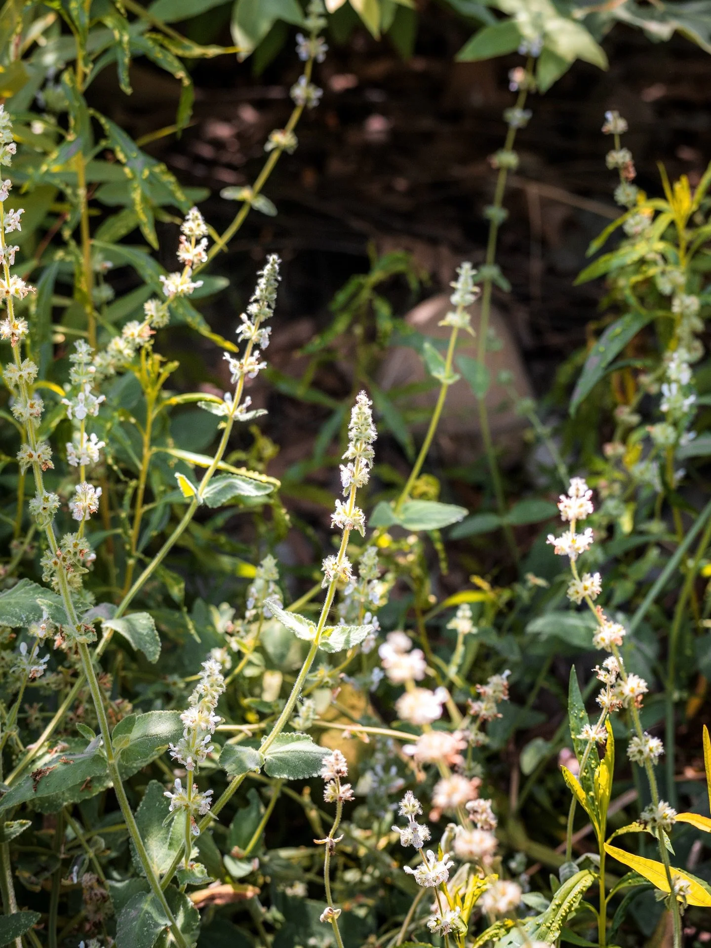 There&rsquo;s a certain kind of magic in moments like this - sunlight catching on white stems, the soft hum of wings, and the quick, deliberate movements of a pollinator at work. Slow down long enough and you&rsquo;ll find whole worlds unfolding with