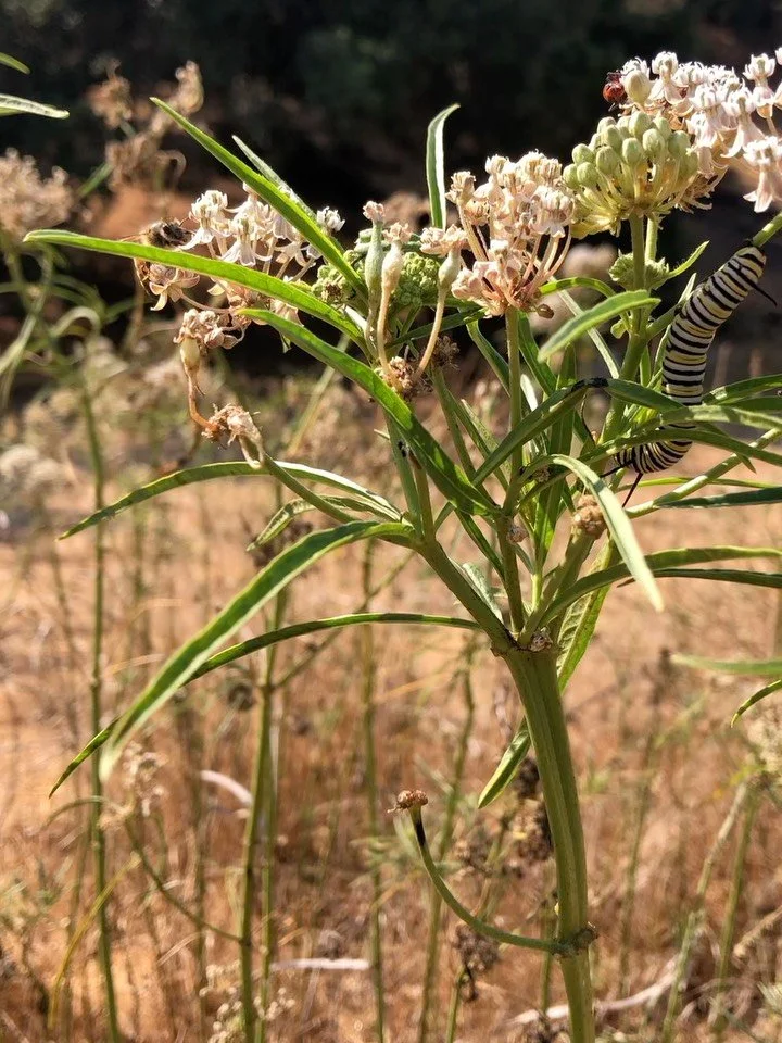 Narrowleaf milkweed patch outside of OVLC&rsquo;s office full of monarch butterflies and caterpillars 🧡

Monarch butterflies need milkweed to reproduce and rest on their annual migration, but how many and what kind of milkweed should you plant to su