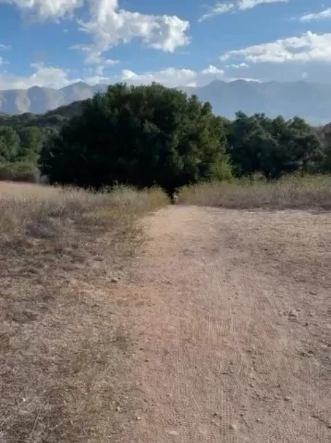 What a gift to catch a glimpse of one of our wild neighbors at the Ventura River Preserve. Mountain lions are a reminder that our open spaces are truly alive and thriving.

Encounters like this are rare, but it&rsquo;s always good to stay aware on th