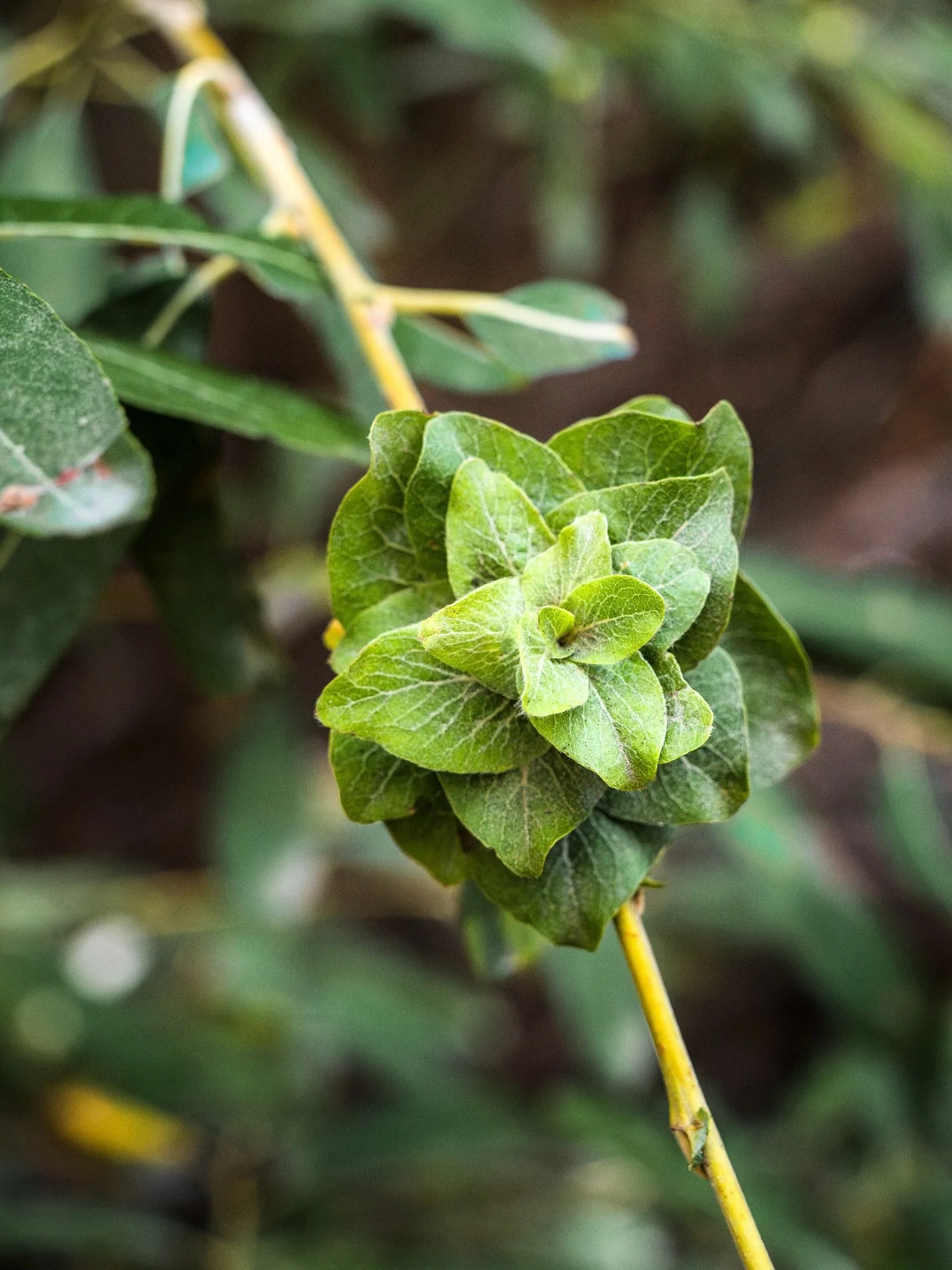 These emerald rosettes often found at the tips of willow tree branches are not actually a natural product of the willow at all. They&rsquo;re the product of tiny insect architects that hijack the plant&rsquo;s growth and hormone signaling pathways to
