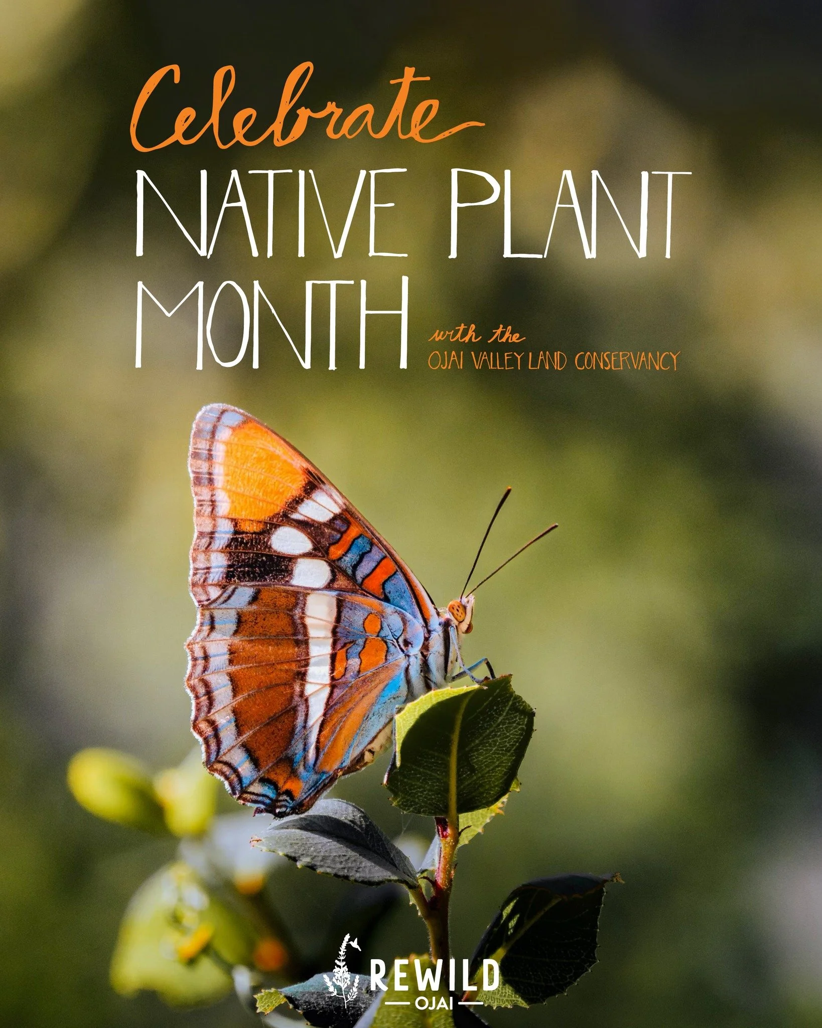 Next month, Rewild Ojai will celebrate Native Plant Month with a series of events, workshops, plant sales, and volunteer opportunities to share our love of native plants with you. Whether you are just starting to learn about native plants or are an e