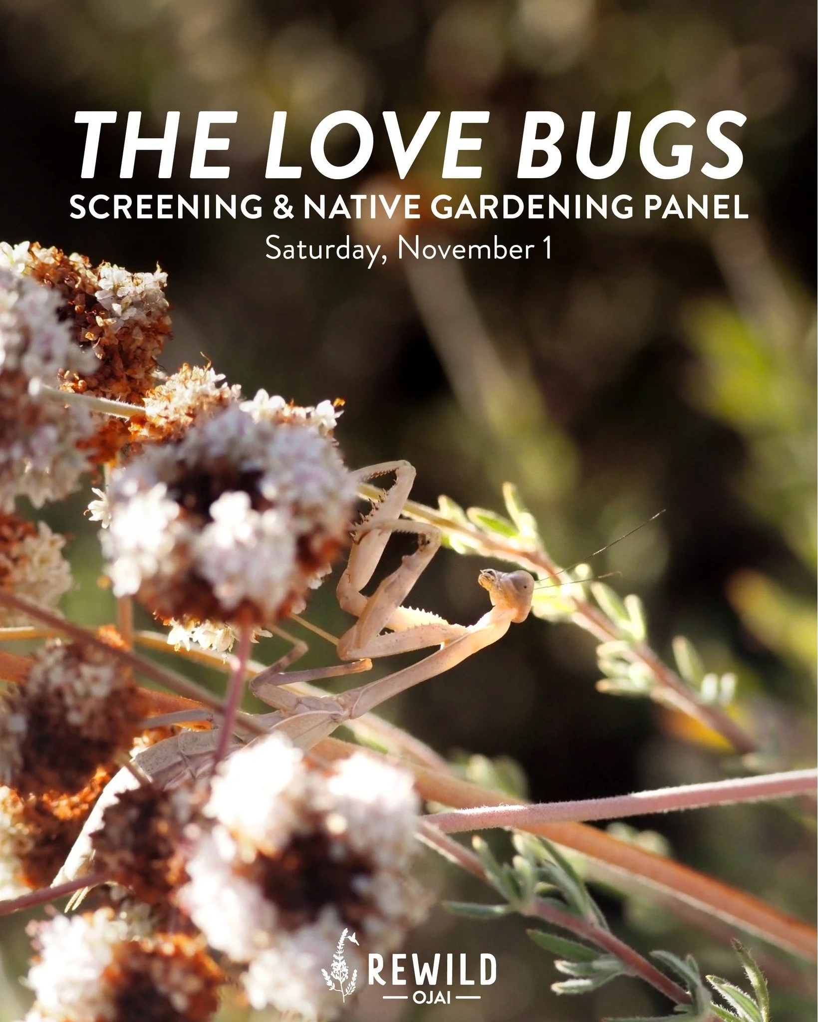 Join OVLC and Rewild Ojai on Saturday, November 1st for a screening of the movie The Love Bugs, followed by a panel discussion about native gardening and insects. Hope to see you there! 🐝🐞🐛🦋
For tickets and more info, check out the link in our b