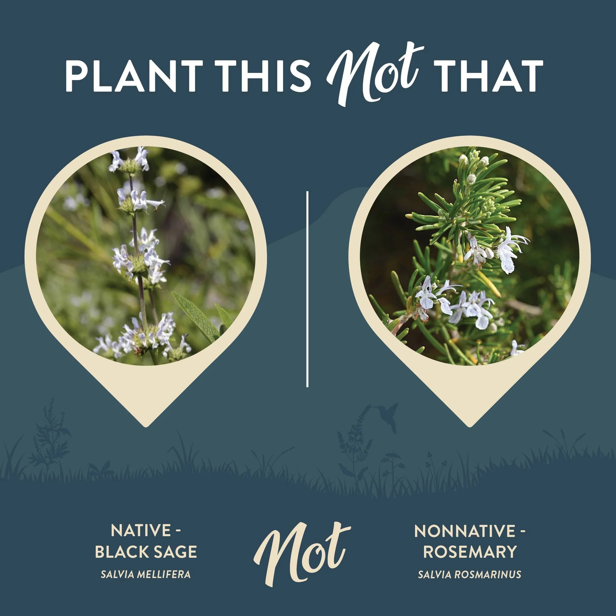 November is Native Plant Month and the best time to start planting native plants. Consider swapping some of these common non-native species for very similar native alternatives. Join OVLC and Rewild Ojai for our Native Plant Sale on November 8th, 9am