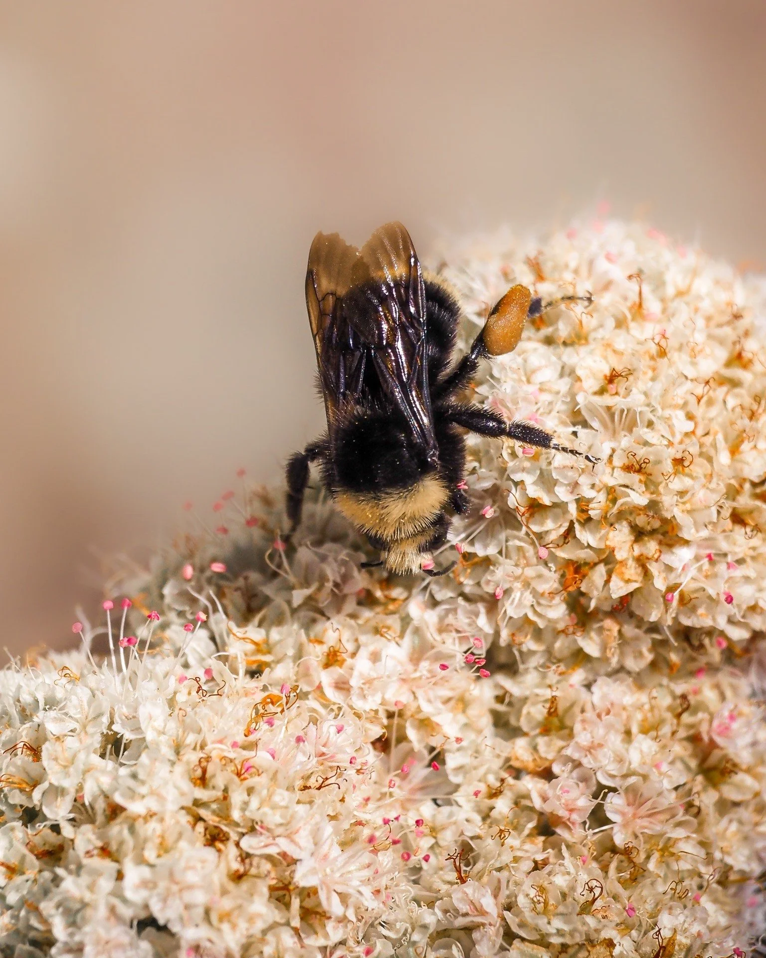 Learn more about native pollinators and insects at The Love Bugs movie screening and panel discussion on Saturday, November 1st at the Ojai Playhouse. 
Get tickets and learn more at the link in our bio!
Insects featured: yellow faced bumblebee, che