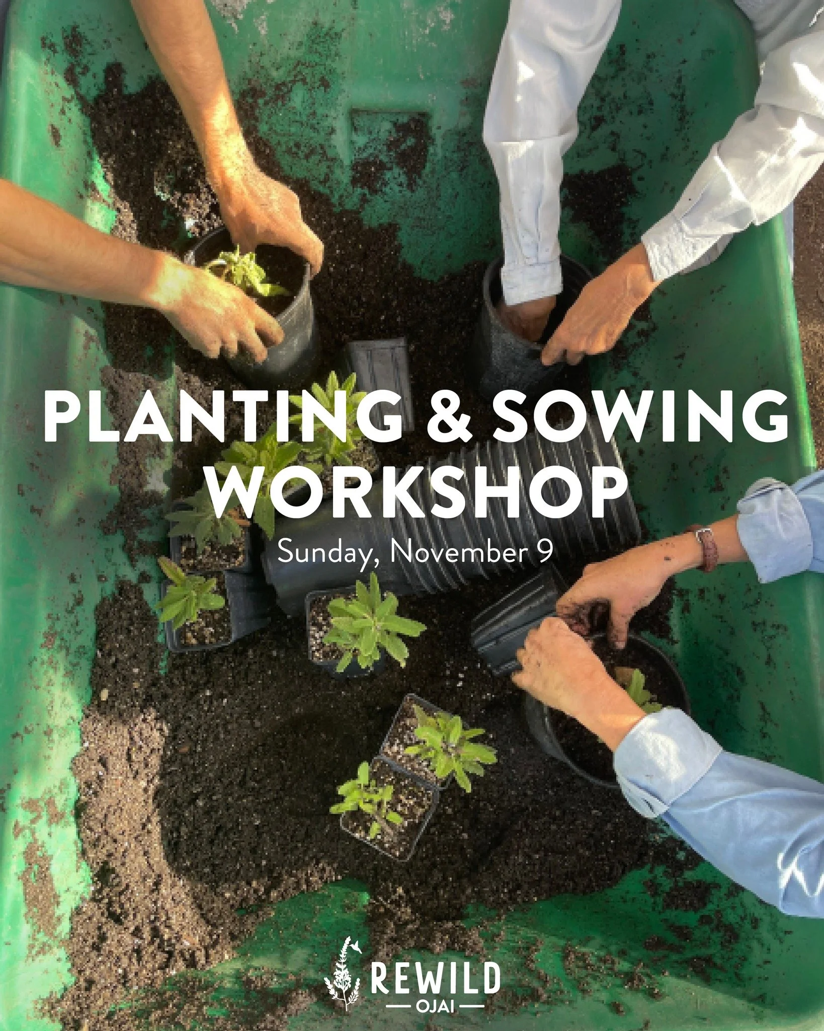 Learn how to plant and sow native plants on Saturday, November 9th from 9am to 12pm! This workshop is for anyone who is interested in learning the specifics of how to plant and care for native plants in your garden with OVLC's Native Plant Specialist