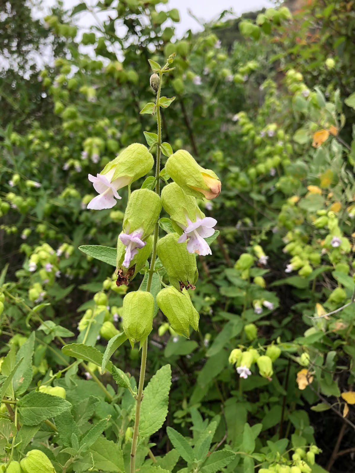 From nature to your garden 🌿

OVLC&rsquo;s Native Plant Nursery grows native plants from sustainably collected wild seeds and propagules on our preserves. We grow these plants for the Ojai community to help expand native habitat throughout the valle