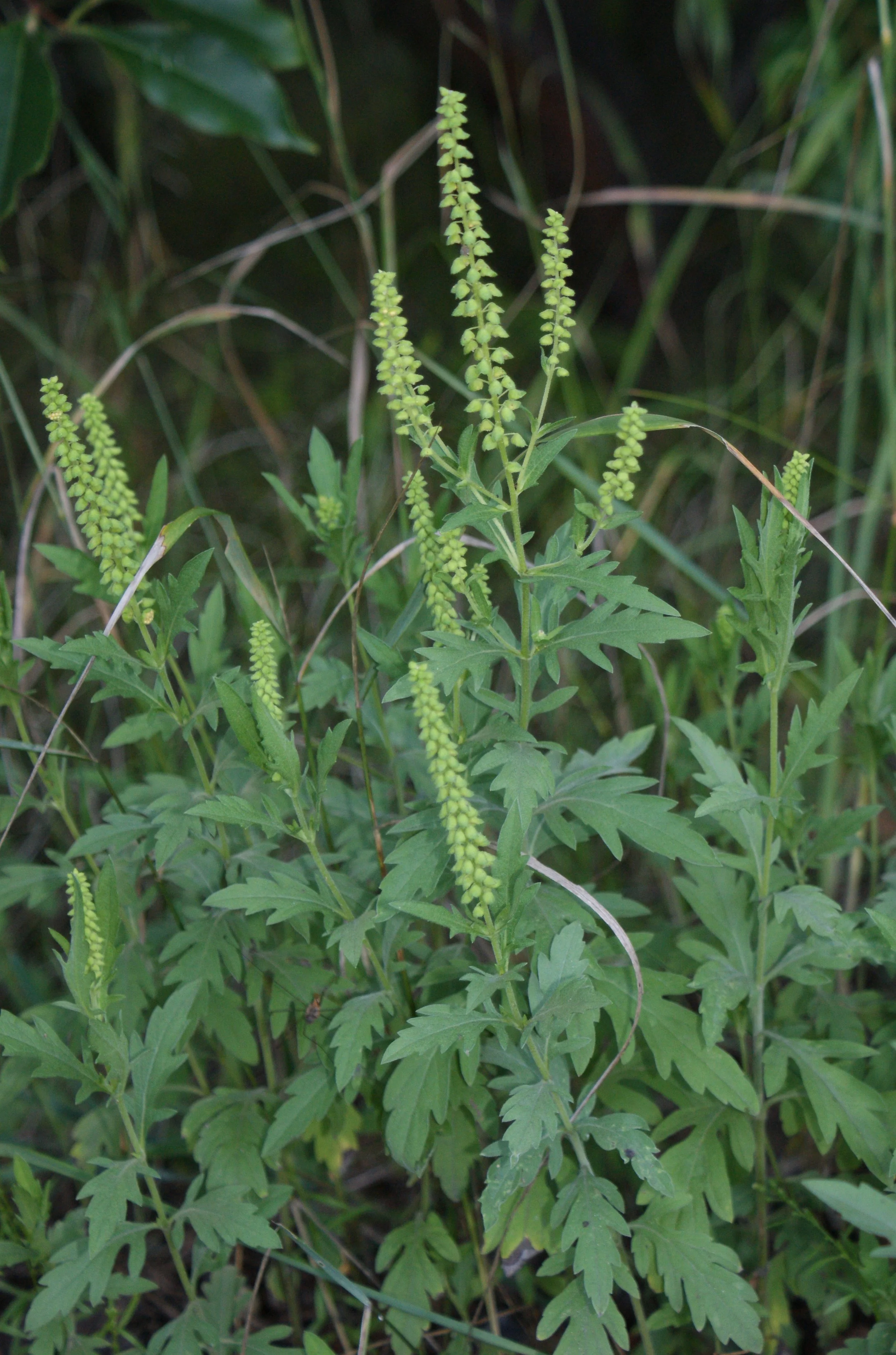 Western ragweed (Ambrosia psilostachya)