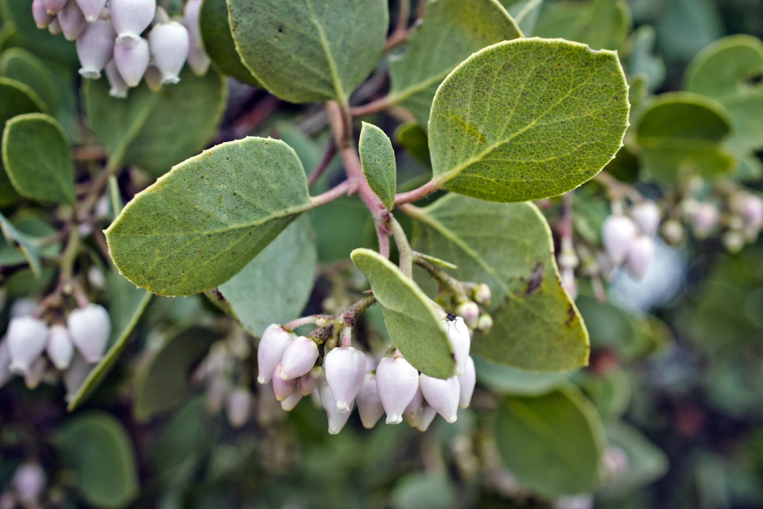 Bigberry manzanita (Arctostaphylos glauca)