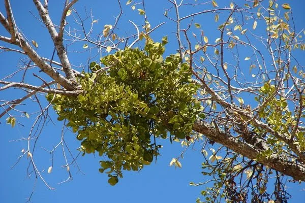 Mistletoe (Phoradendron macrophyllum)