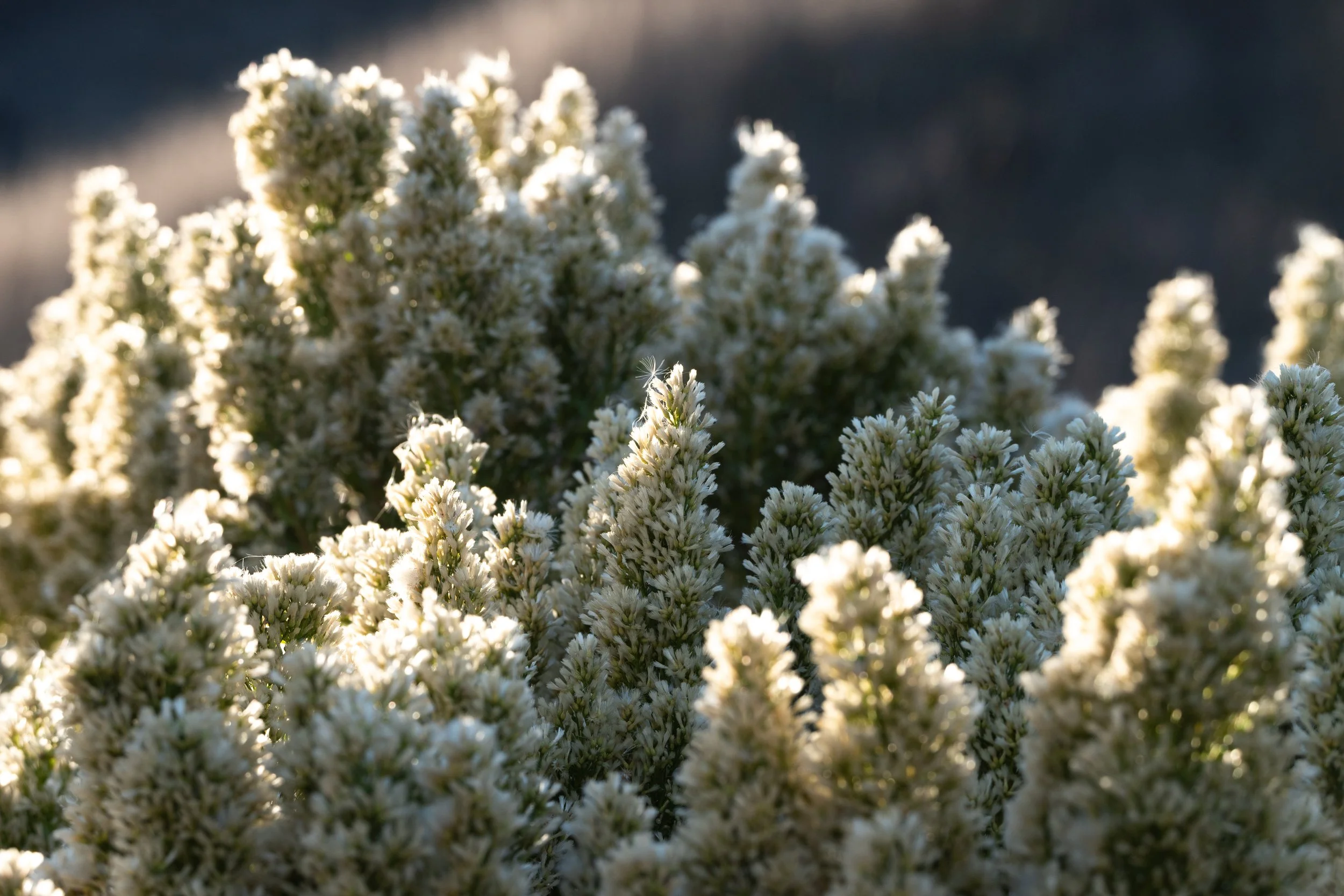Coyote brush (Baccharis pilularis)