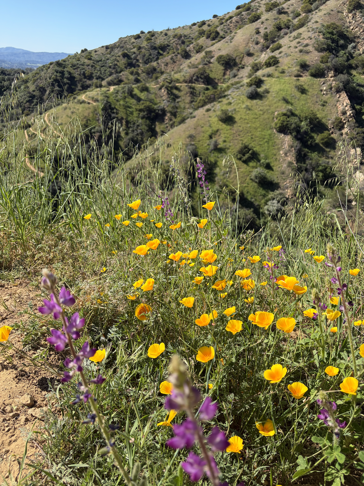 Native Plant Field Trip