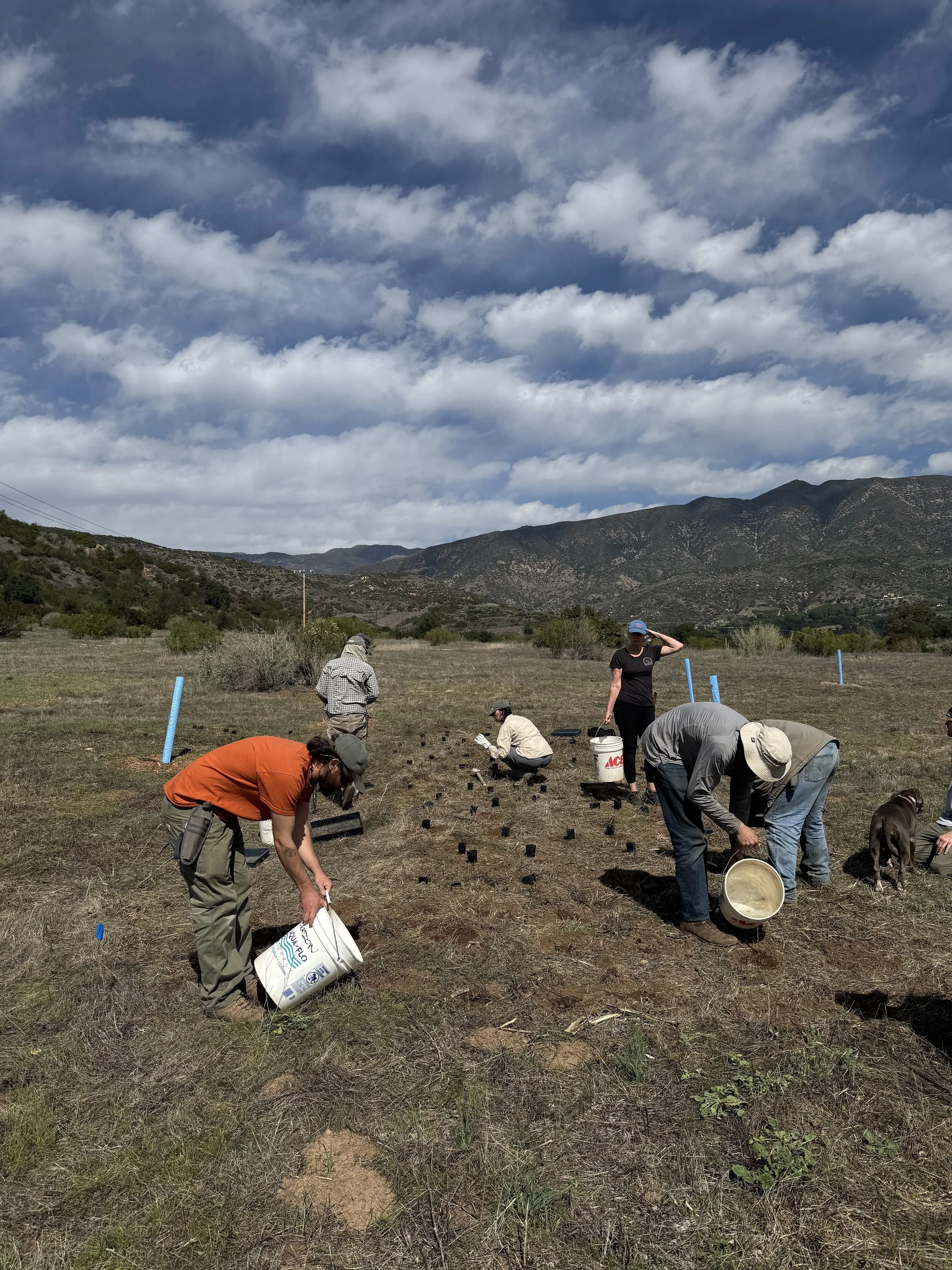 Restoration with Martin