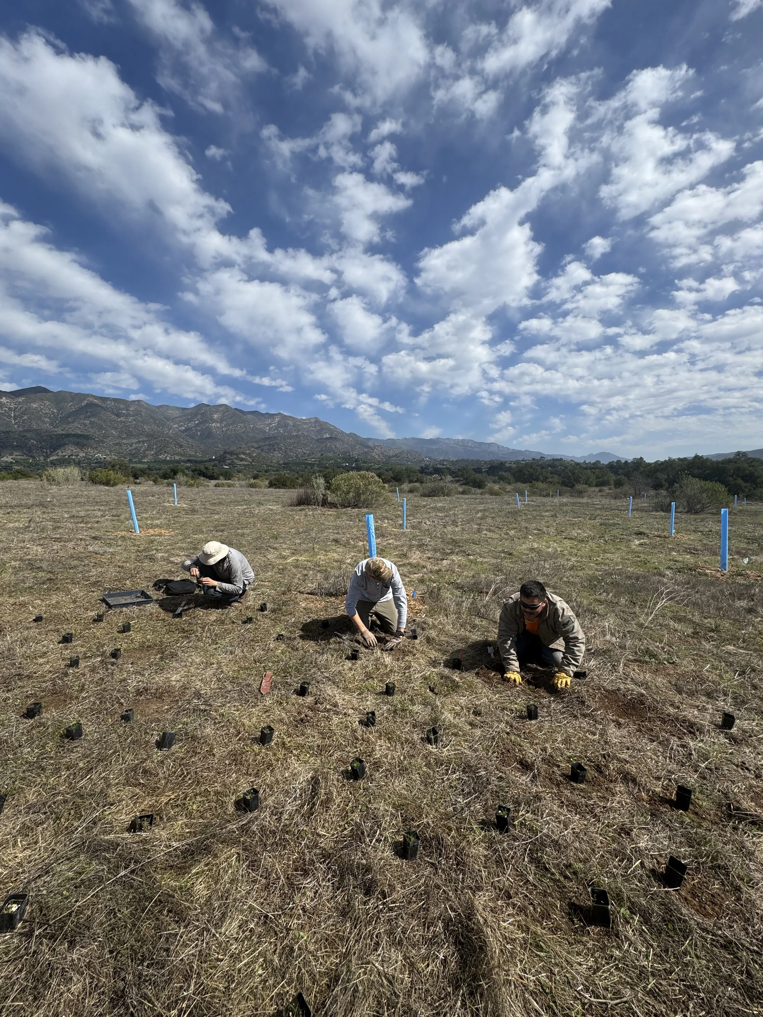 Restoration with Martin