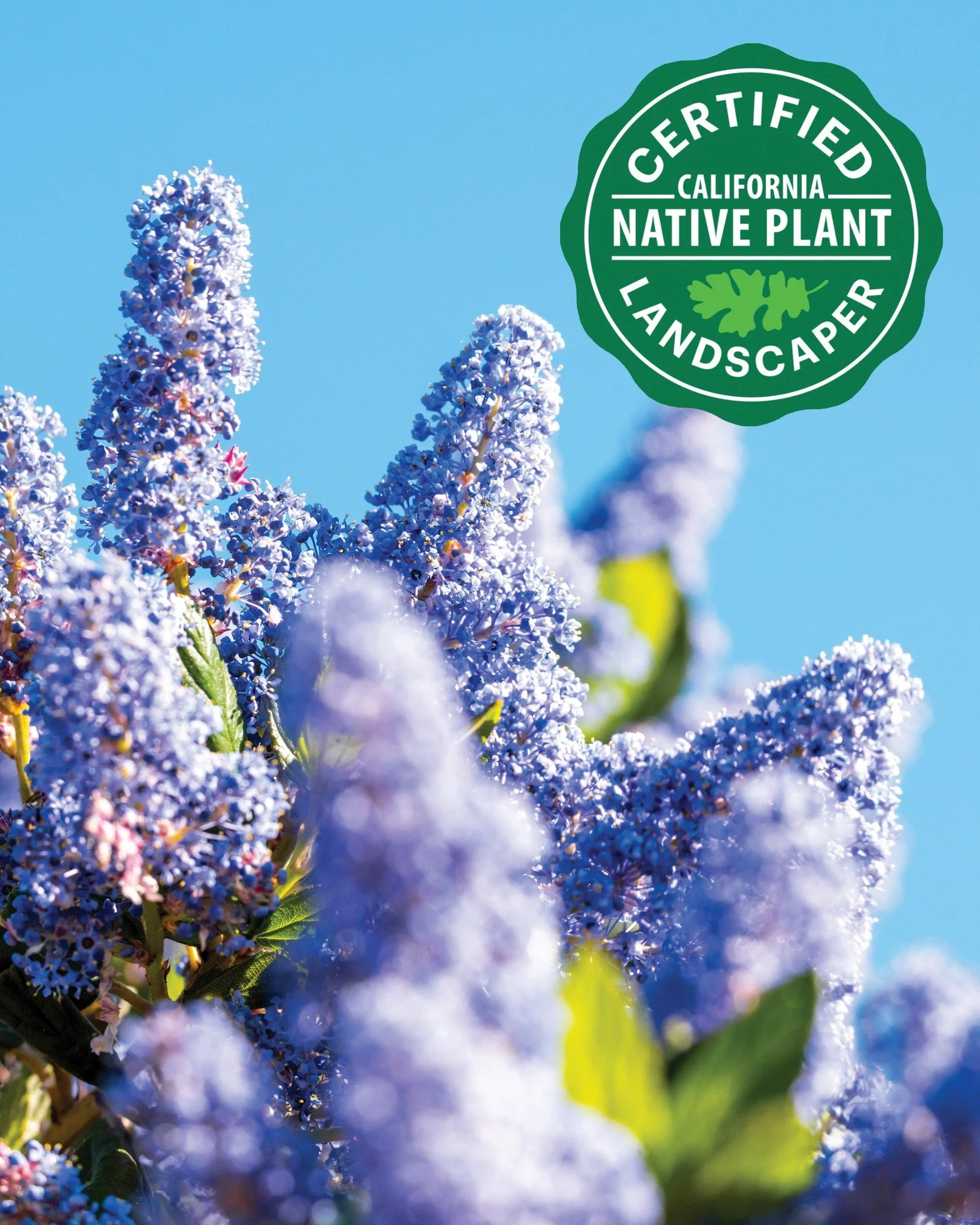 CALIFORNIA NATIVE PLANT LANDSCAPER CERTIFICATE COURSE

There are still a few spots available in the California Native Plant Landscaper Certificate (CNPLC) Course, which will be held this summer from August 11 to September 5. 

From irrigation guidanc