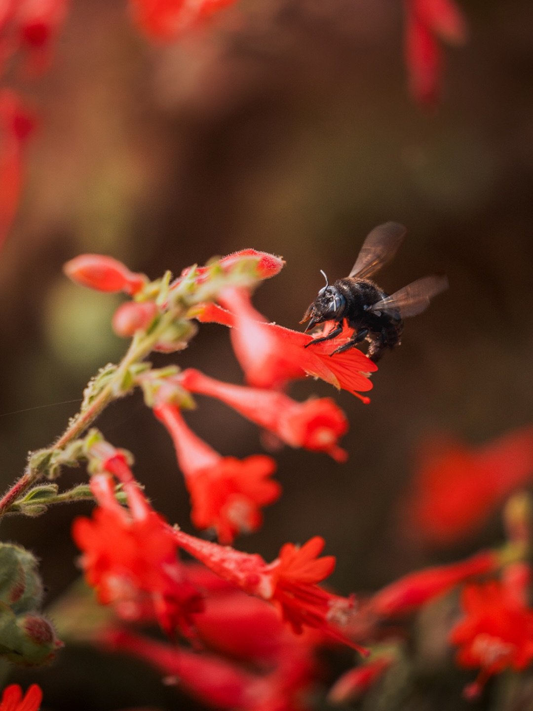 California fuchsia (Epilobium canum ssp. canum) is an important late-summer food source for pollinators in the Ojai Valley. But not every visitor plays by the rules.

Valley carpenter bees have found a way to get to the nectar without going through t