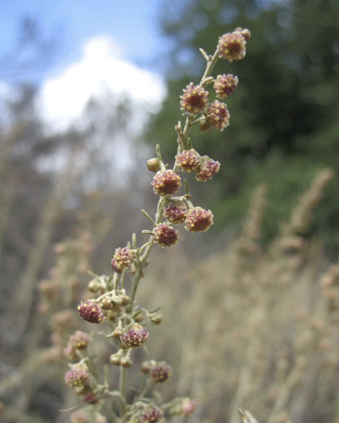 California Sagebrush 2.png
