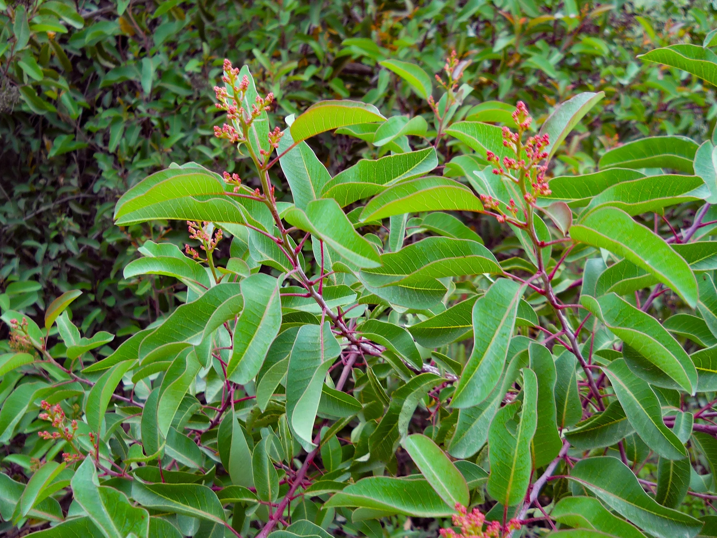 Laurel Sumac.JPG