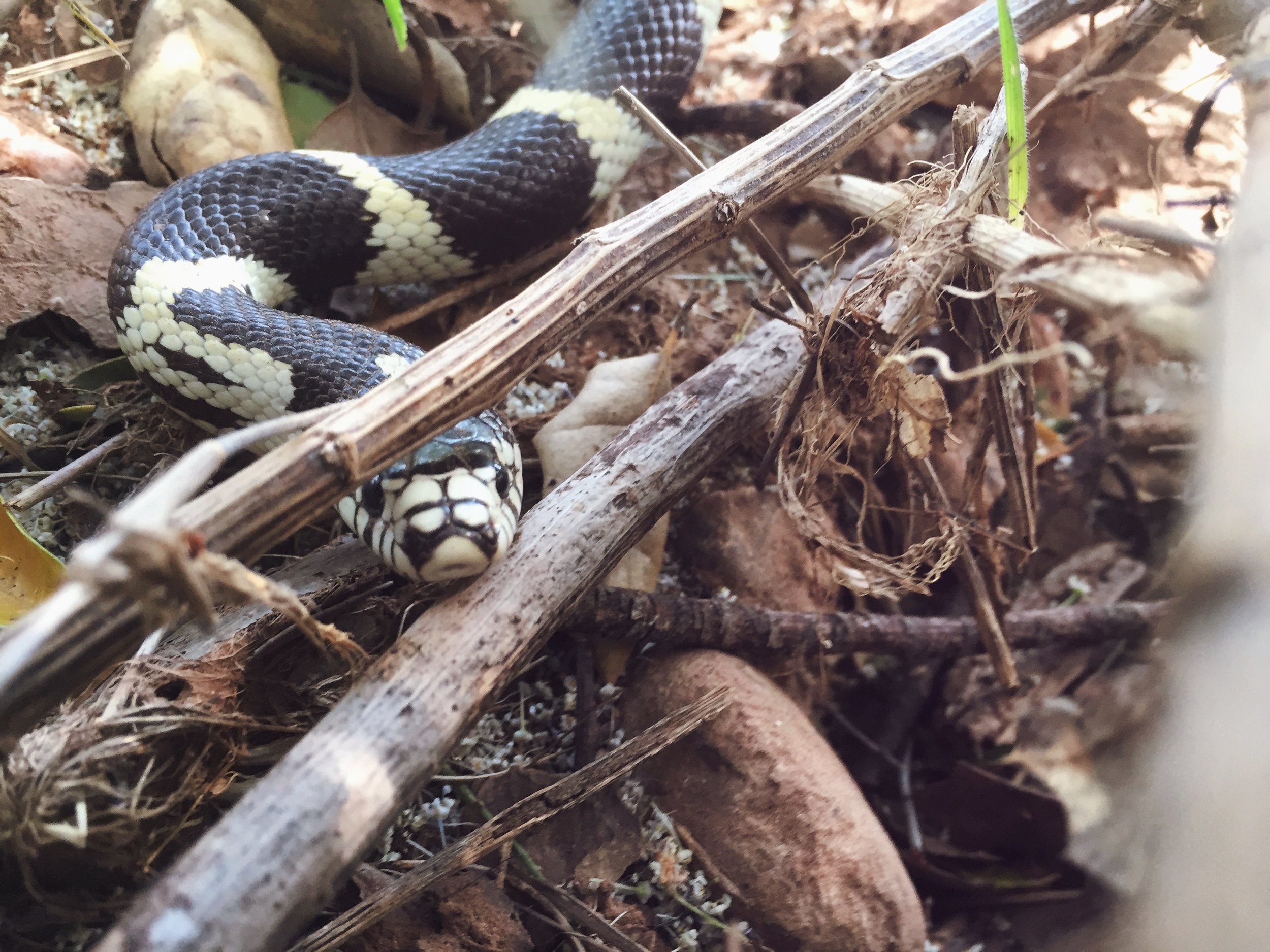 Wildlife — Ojai Valley Land Conservancy