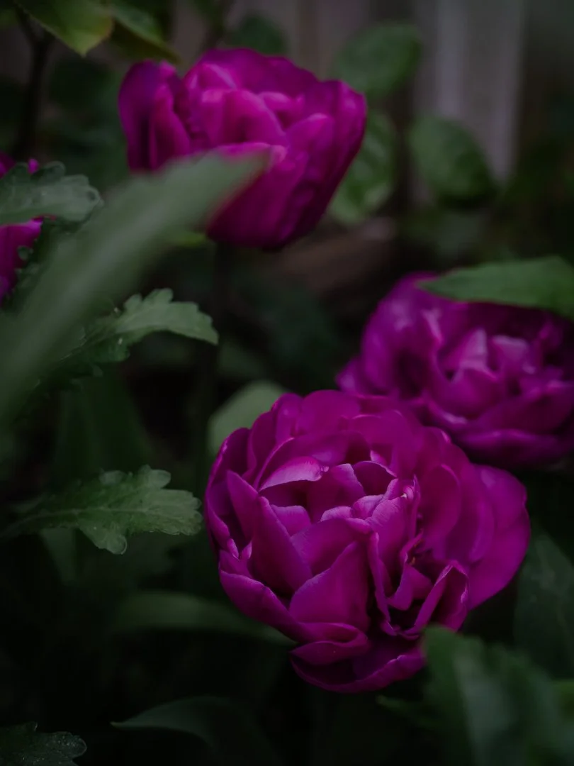 Deep lilac double tulip 'Lilac Perfection' flowering in spring