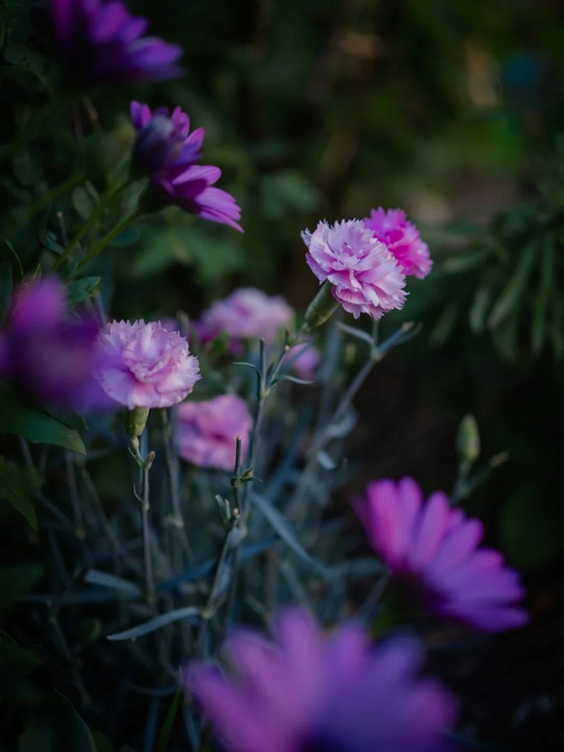 Dianthus flowers in a sunny cottage garden border, lightly scented and attractive to pollinators