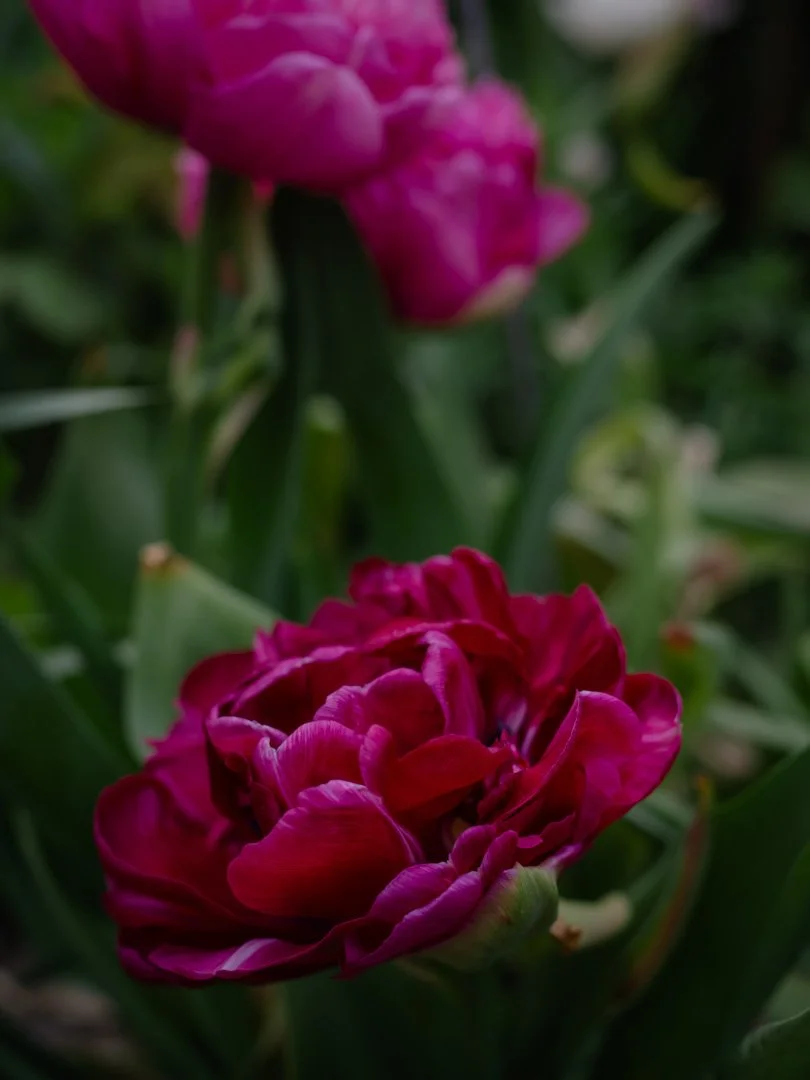 lose-up of Tulip 'Amazing Grace' showing its layered pink petals