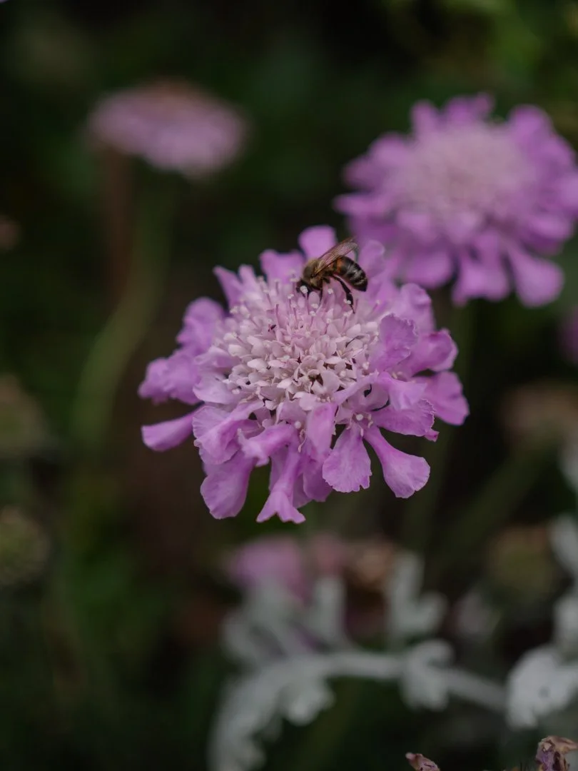 Scabiosa flowers in a cottage garden, open blooms perfect for bees and pollinators