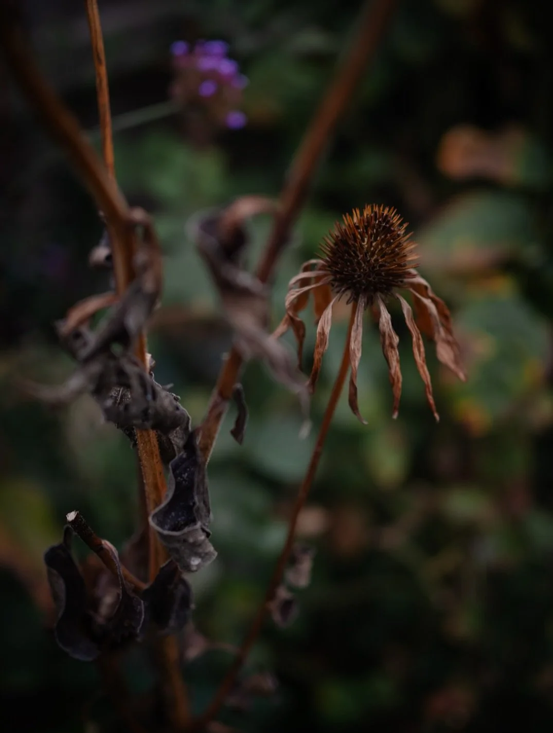 ✨ I wonder which the things are which fill you hope?
🍂 As the garden settles down for its winter slumber, its skeletal remains clinging defiantly to a season now long past, there’s a beautiful act of hope to found in ordering and pl