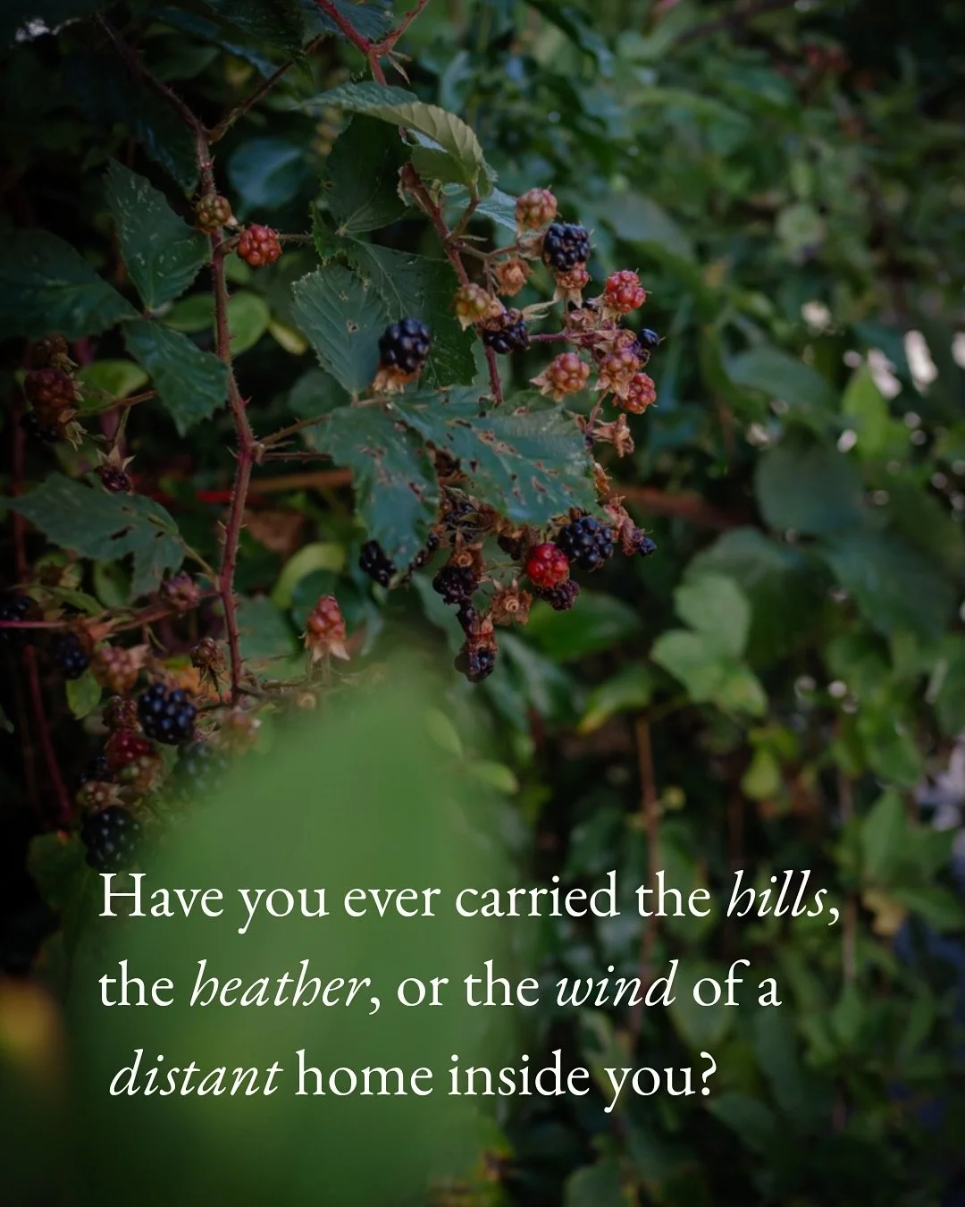 🌱 Have you ever carried the hills, the heather, or the wind of a distant home inside you?
⛰️ The places I return to time and time again, if only in the evocations of my mind, are the wild places - the landscapes where time stands still, a