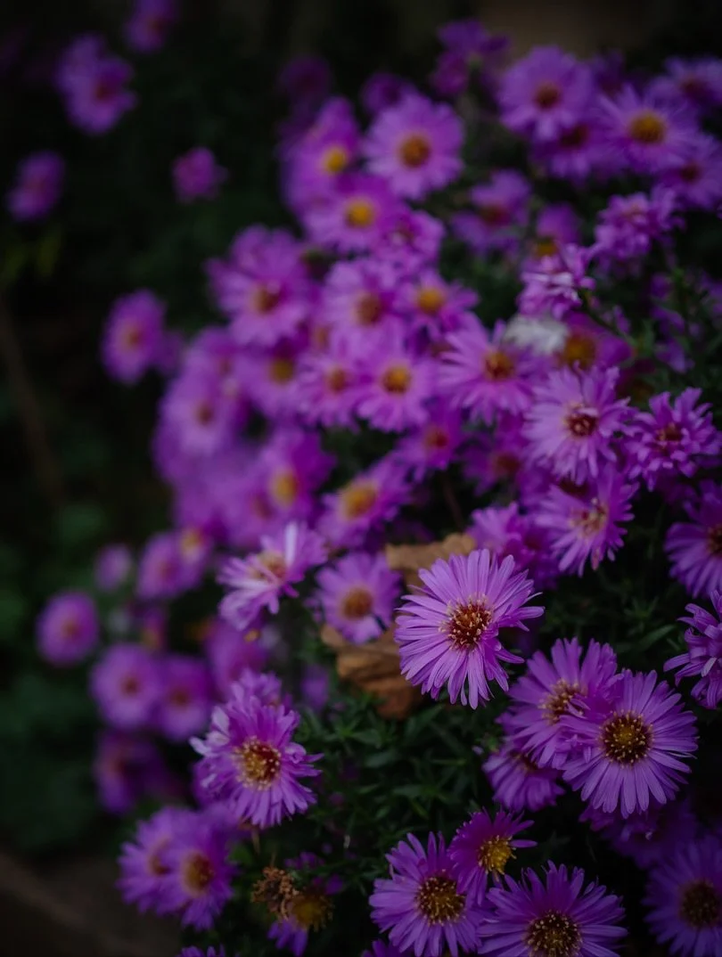 🍁 I think that occasionally, we’re prone to romanticising autumn - and that’s not necessarily a bad thing. For many, it’s a season we hold dear: a time of golden leaves, fading light, and gentle transitions.
🌸 But step