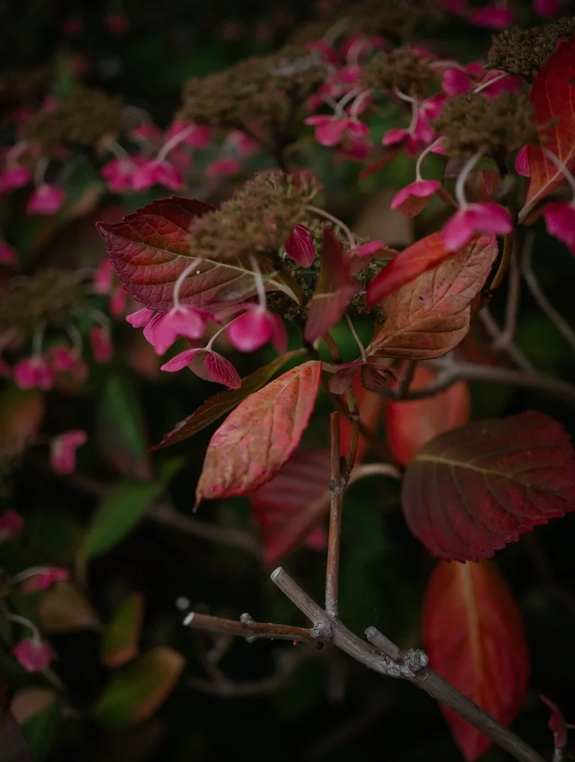 🍂 As autumn deepens, I’ve been thinking about the little things we notice - the details that so perfectly capture this season of change. 
🌿 A few weeks ago, we sang ‘Autumn Days’ at our Harvest Festival - a so
