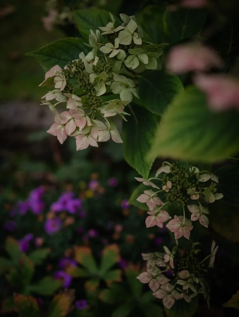 🌱&nbsp;It&rsquo;s human instinct to be interested in the lives of others - to catch a glimpse of the alternative paths people have taken, and to feel that quiet pull towards something slower, simpler, more seasonal.

✨&nbsp;Before the online world g