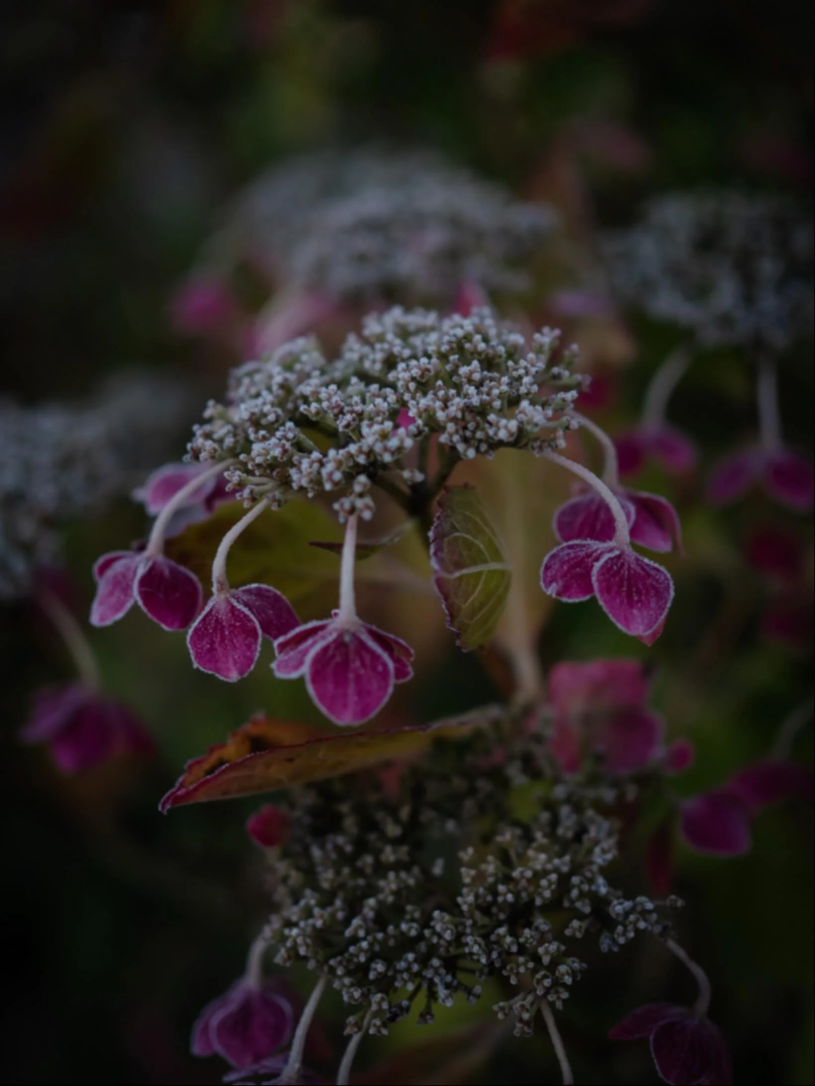 ✨&nbsp;These days, the quiet expectancy of advent is easily eclipsed by the glitz, glamour and noise of Christmas.

🍂&nbsp;But outside, the plants and trees are hunkering down for their winter slumber. The garden suddenly looks sparse and empty - a 