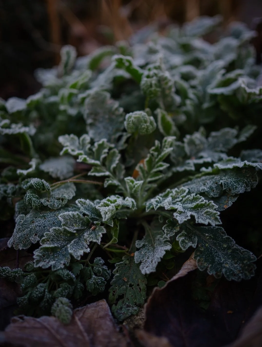 🍂&nbsp;Some days it feels as though the seasons shift in a heartbeat - one moment the trees are golden, the next they stand bare, holding stories of quiet resilience beneath the surface.

🌿&nbsp;Lately, I&rsquo;ve been reminded how easy it is to th
