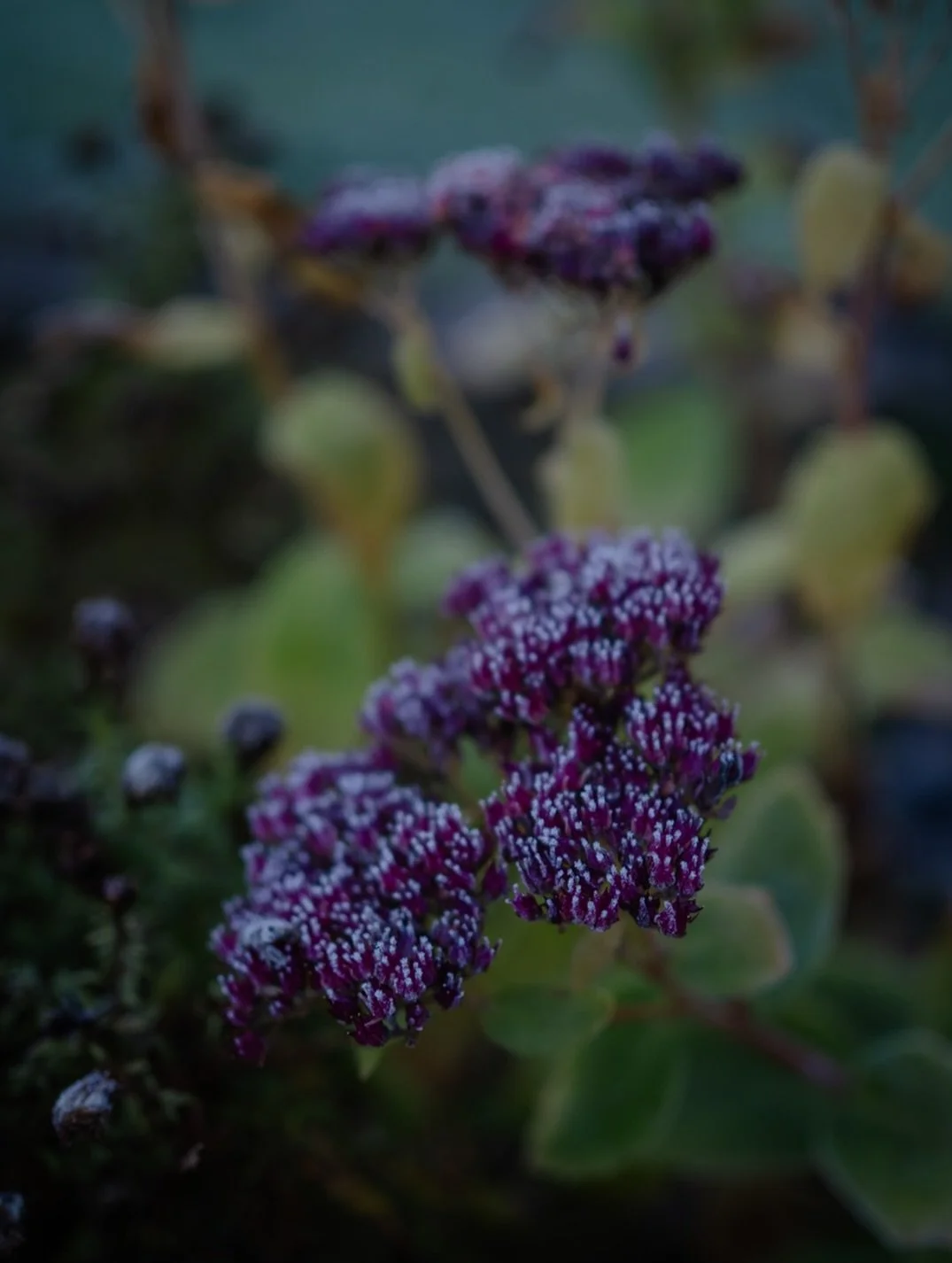 ✨&nbsp;Every year, the world seems to glisten a little earlier - the lights, the adverts, the endless lists of things we&rsquo;re told we&nbsp;need&nbsp;for Christmas to feel &lsquo;complete&rsquo;. But when I pause long enough, I realise the things 