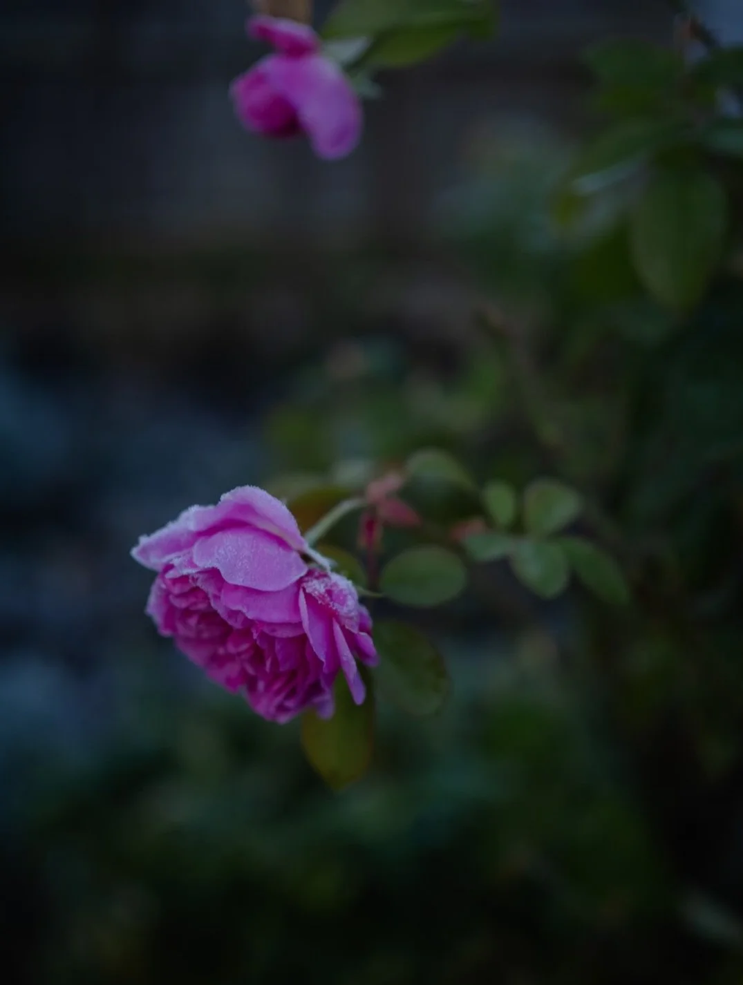 At this time of year, I&rsquo;m reminded how often the smallest rituals become the ones that linger longest in our memory. The quiet, almost unremarkable moments - the ones we repeat year after year without fanfare - somehow hold the deepest comfort.