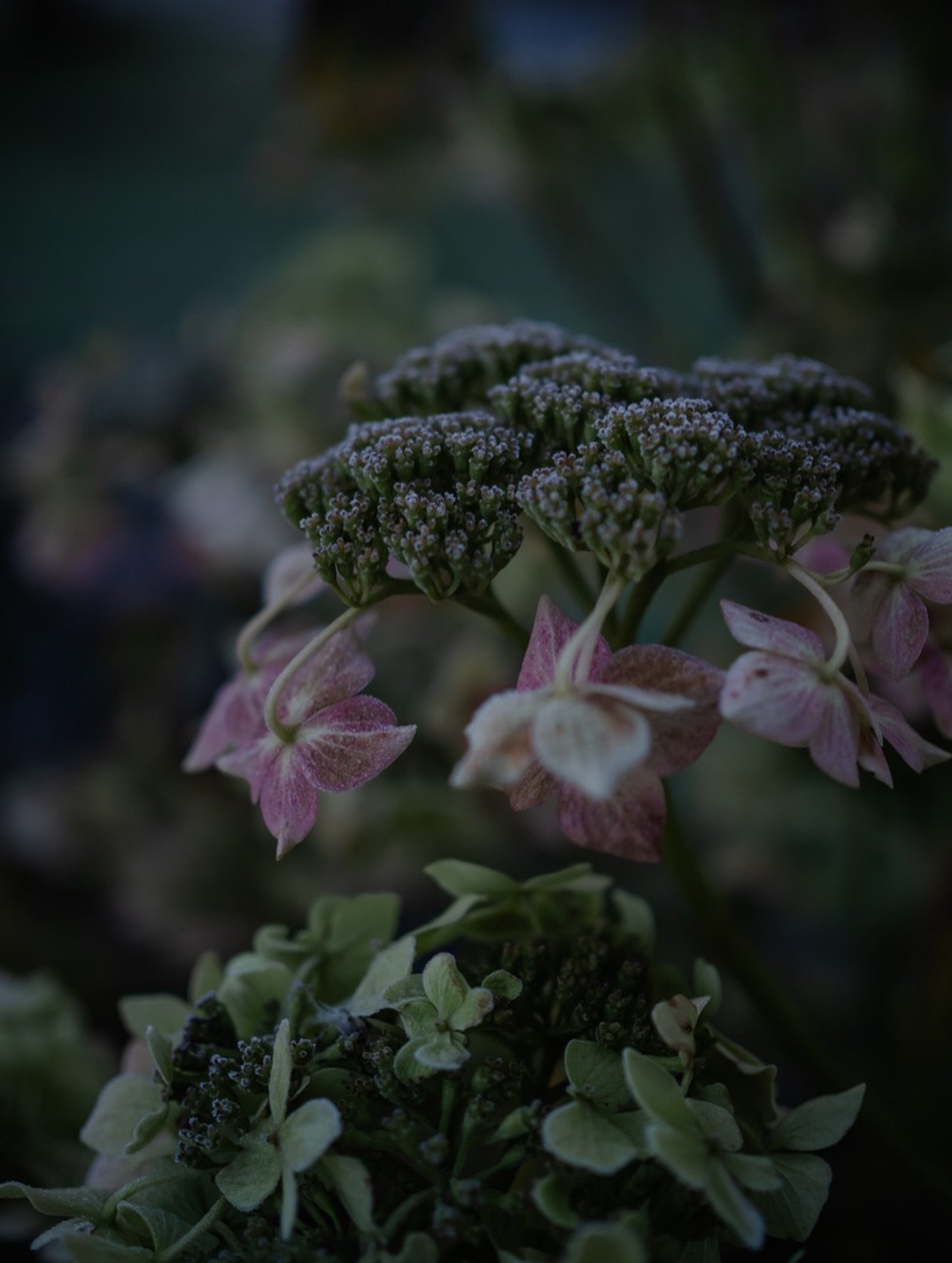 🧸 From those perched on the end of the bed to those &lsquo;having a holiday&rsquo; in the attic, our teddy bears have journeyed beside us through every imaginable season of life. Their soft, steady, unassuming presence has outlasted years and change