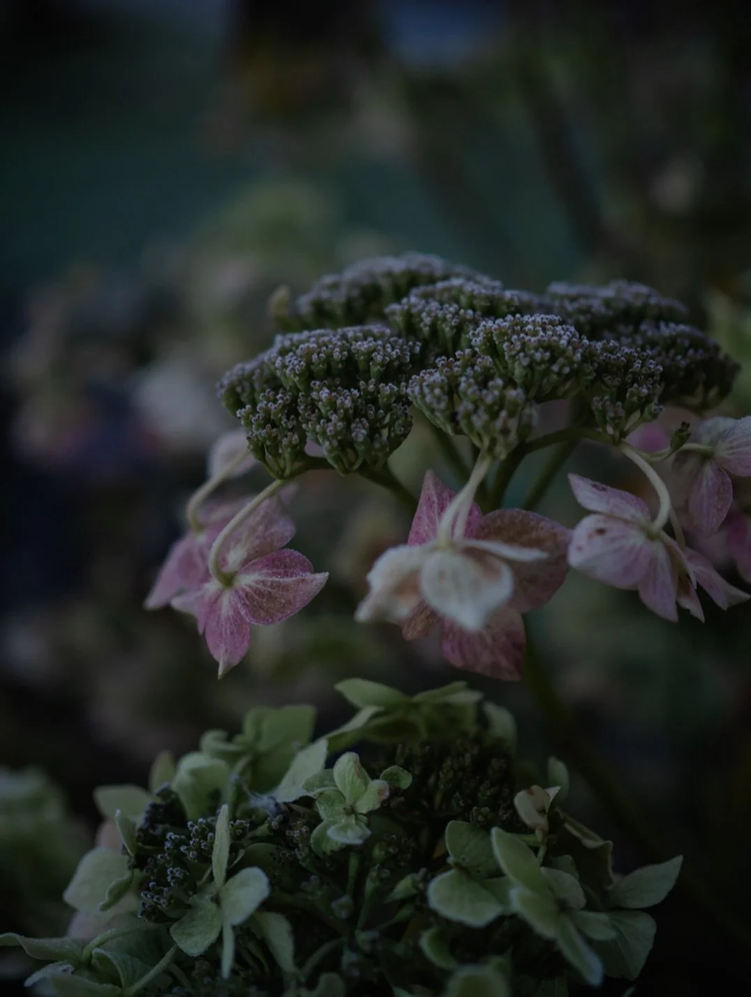 🧸 From those perched on the end of the bed to those &lsquo;having a holiday&rsquo; in the attic, our teddy bears have journeyed beside us through every imaginable season of life. Their soft, steady, unassuming presence has outlasted years and change