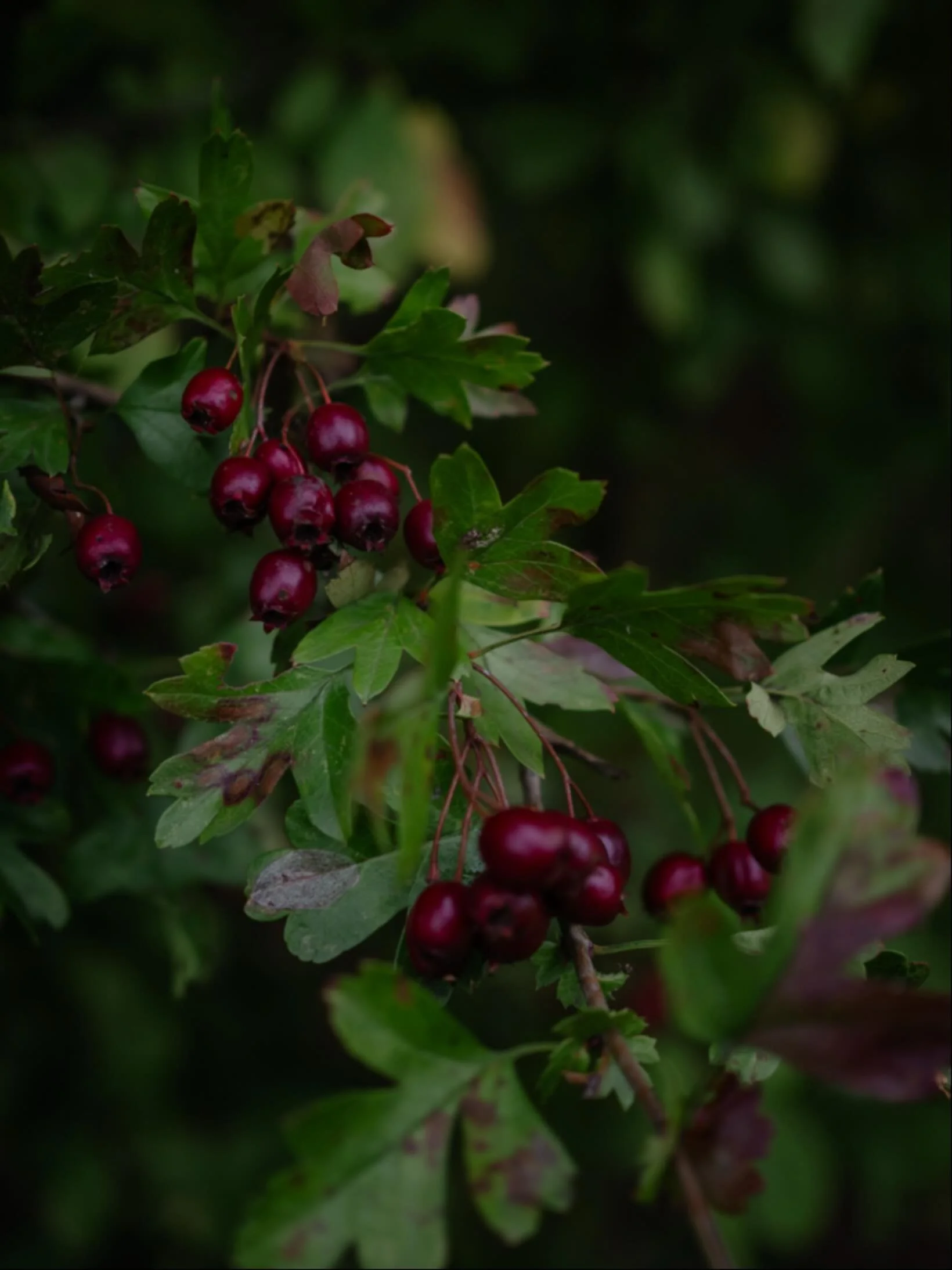 ✨&nbsp;There is a quiet stillness here, between what has been and what is yet to come.

🌱&nbsp;Advent has taught us how to wait, Christmas invites us to linger, and the New Year need not be rushed towards with lists and resolutions already in hand.
