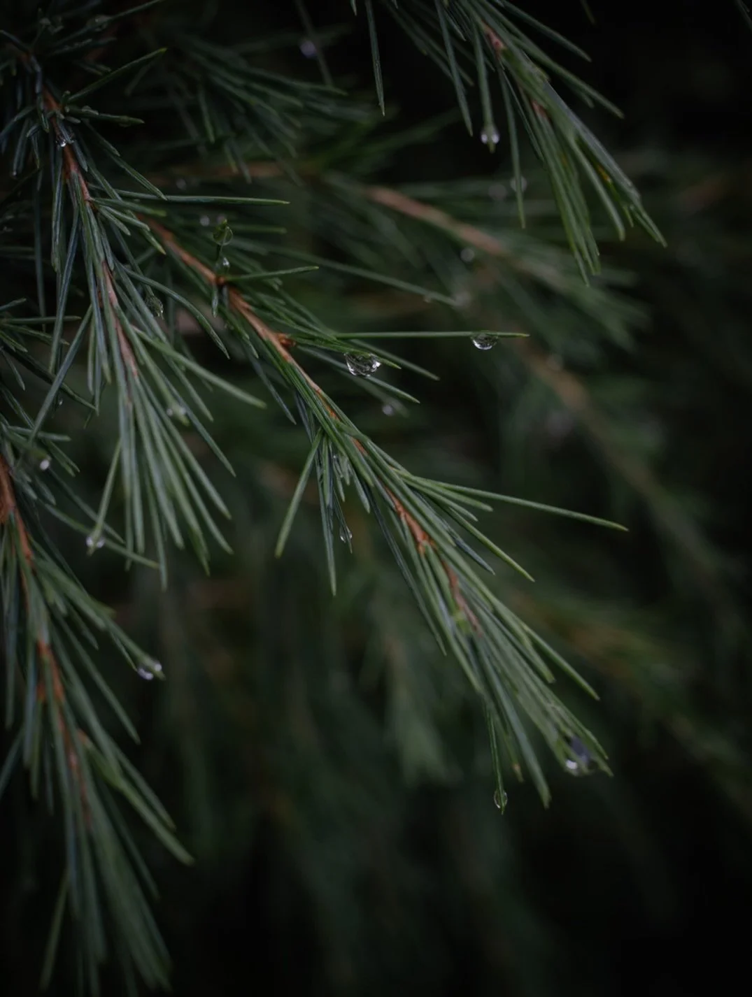 🌿&nbsp;For me, life has always felt like a series of stepping stones. Each one appeared just when I was ready to take the next step, even if I didn&rsquo;t always realise it at the time.

I have never been someone to rush ahead; instead, I wait, I r