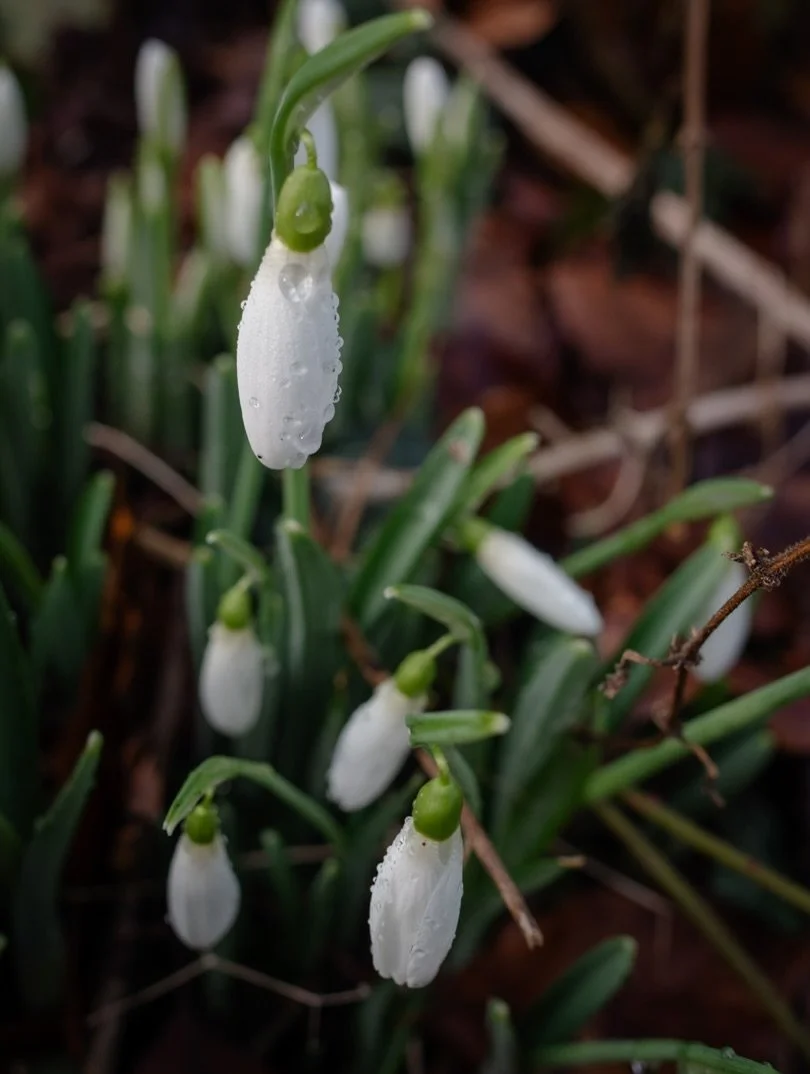 🌱&nbsp;I don&rsquo;t know about you, but I think my awareness of the gentle rhythms of the changing seasons is rooted in the changes in light.

Sometimes it is the quality of the light - warm and amber in autumn, bright and cheerful in spring - but 