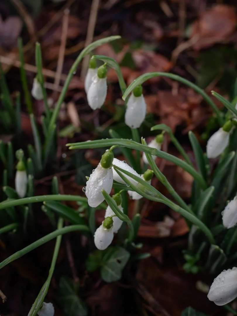 🌿&nbsp;There are some thoughts that don&rsquo;t fit neatly into a square.

Some reflections need a little more room to breathe - to wander through history, to trace a thread from past to present, to linger over a question rather than rushing to an a