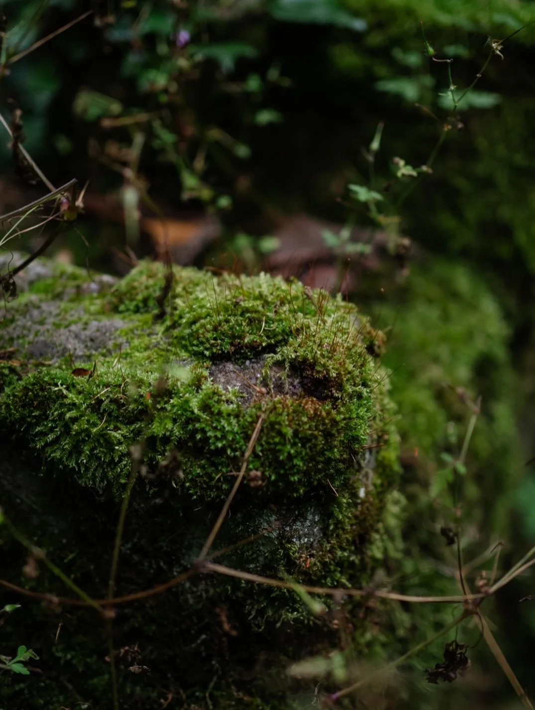 🏔️&nbsp;Our identities are shaped by place and landscape.

Those places which mean most to us become part of our souls - in the same way that we become the heartbeat of the very landscape itself. The wild places have always found a way deep inside o