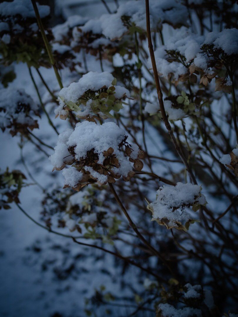 🌱 The snow of early January feels like a long time ago - it&rsquo;s a day of sunshine and showers here today. Yet even amidst the clouds and rain, the sun brings a certain warmth - a hint that there is a seasonal shift in the air.