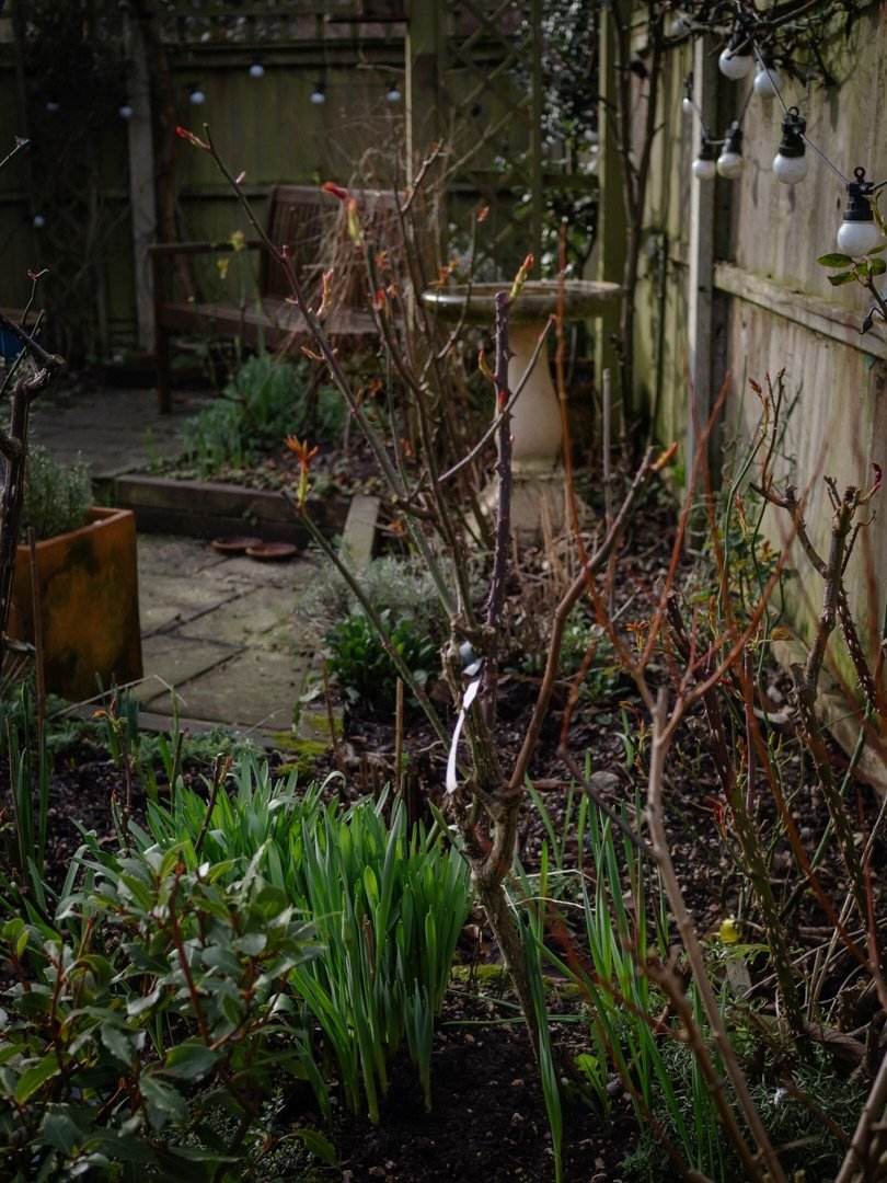 🌱 🌱 It&rsquo;s hard to believe it, but in three months time, this morning&rsquo;s garden in the first photo, will look like last summer&rsquo;s garden in the second.