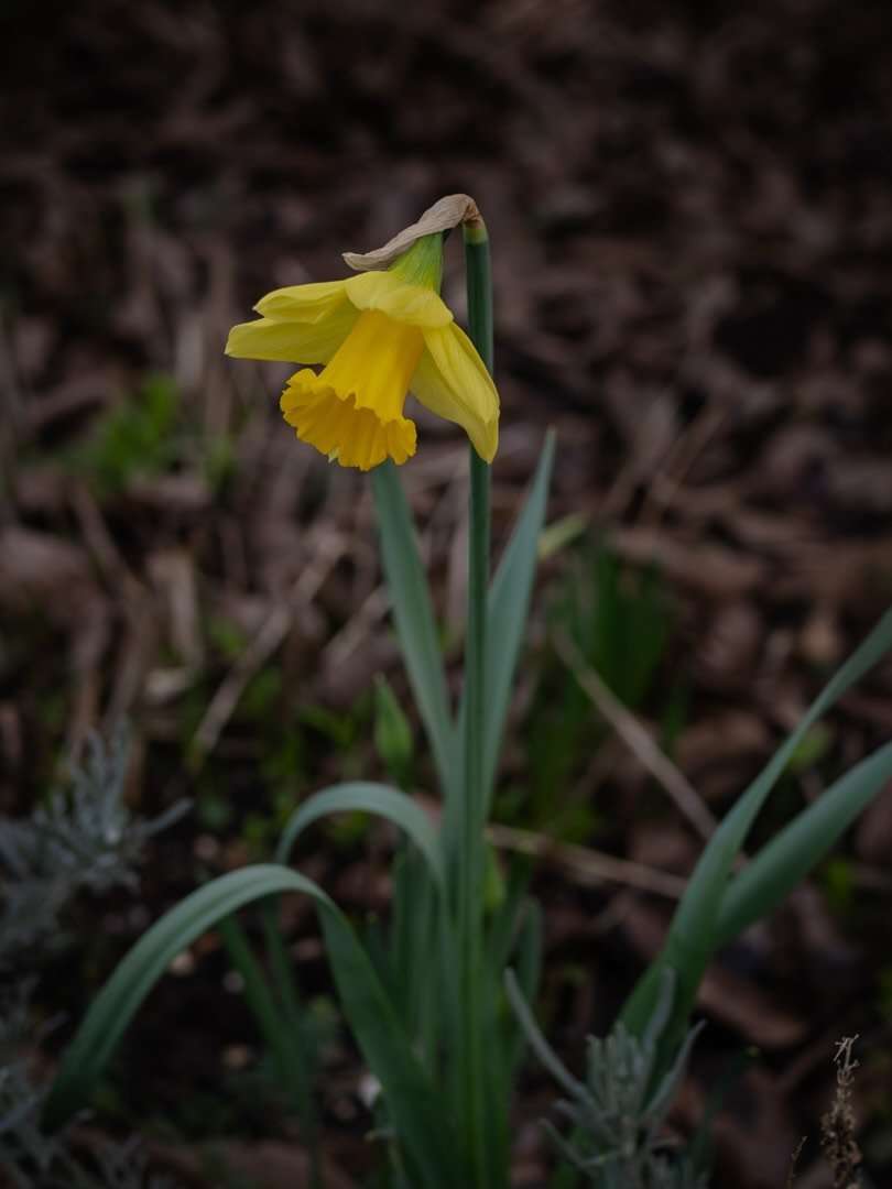 🌼 There&rsquo;s something deeply hopeful about the appearance of the first daffodil. Like us, it has endured a long winter, yet beneath the surface it has been nurtured and nourished - its growth unseen - yet now is its time to flourish.