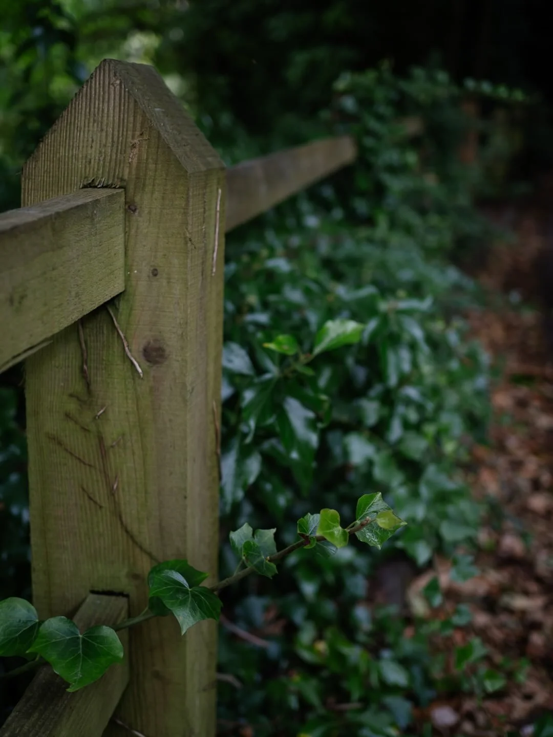 🌿&nbsp;There is always a quicker way: a quicker win, a quicker purchase and a quicker sense of progress. There is always something glistening and tempting at the edge of the path whispering &ldquo;why take the long road?&rdquo;

The world is very pe