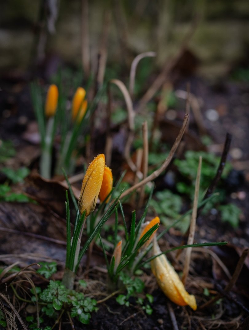 🍦&nbsp;Each morning without fail - come rain or shine - we hear an ice cream van. Its relentlessly merry and uplifting tune - the Match of the Day theme music - rings out across the city as if we inhabited an eternal summer&hellip;even as wet snow m